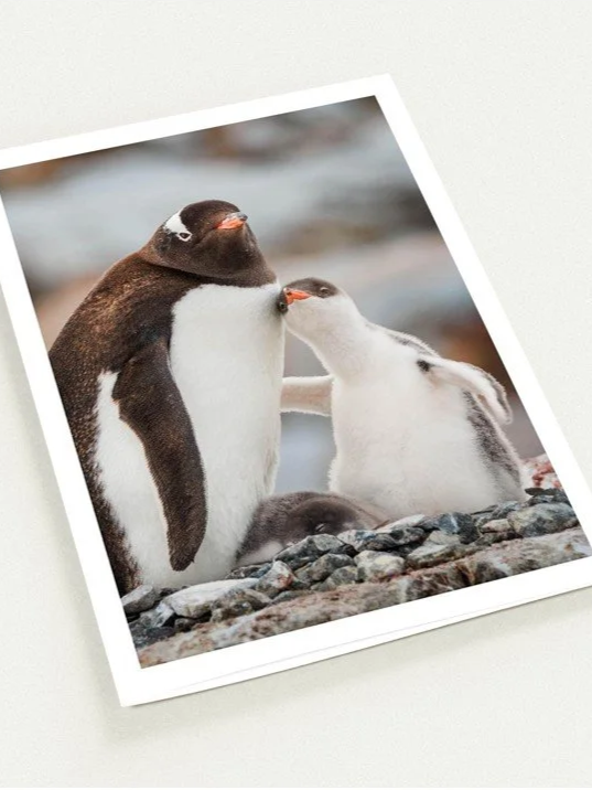 Greeting Cards (Pack of 10) - Gentoo Penguin Mom & Chick