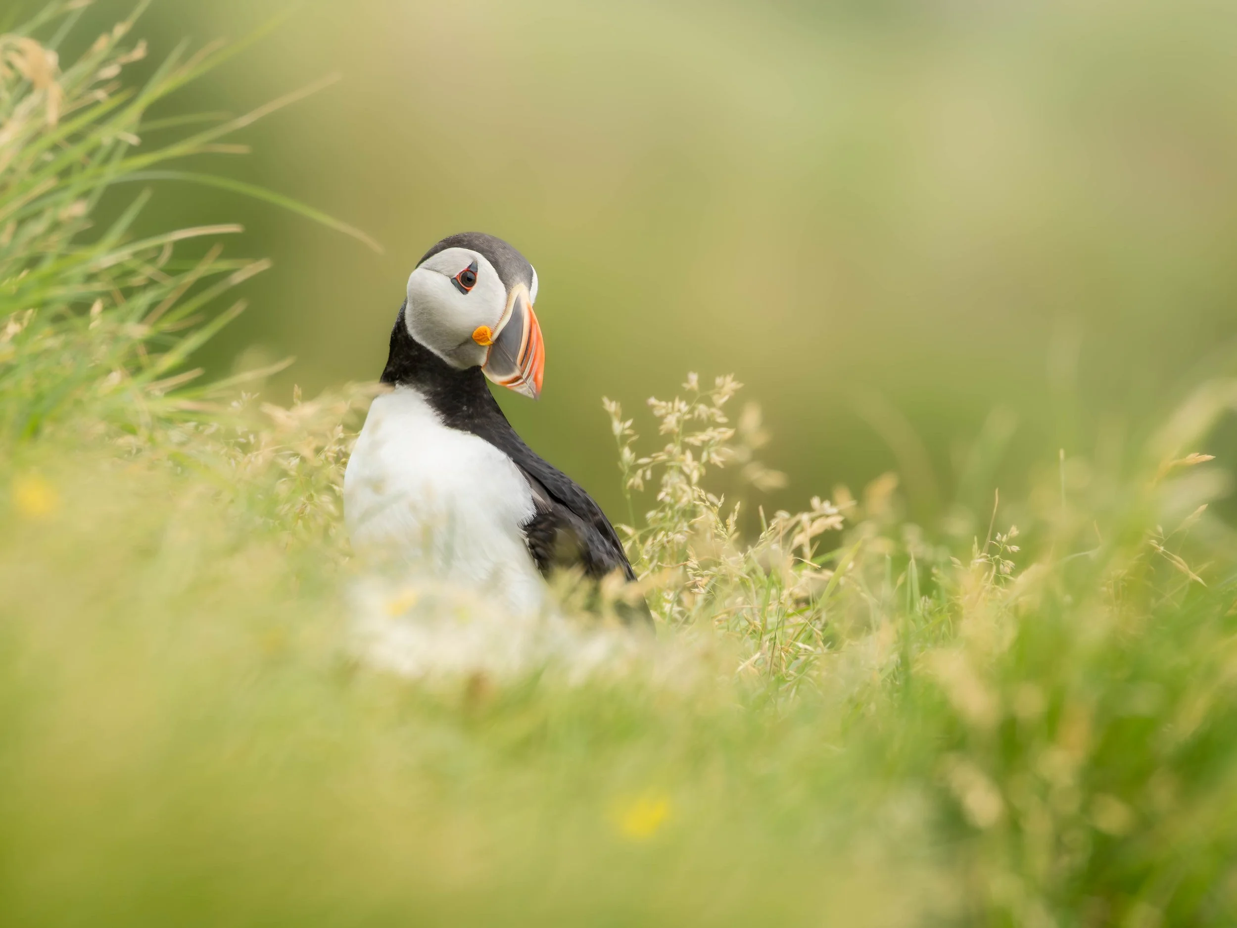 A close-up of an Atlantic puffin bird in a grassy area with a blurred green background.