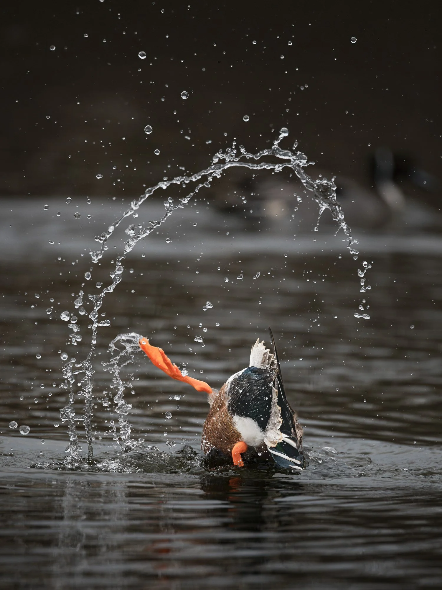Northern shoveler tipping into the water with an arc of splashing droplets, George C. Reifel Migratory Bird Sanctuary, BC. Photo by Samuel Choy