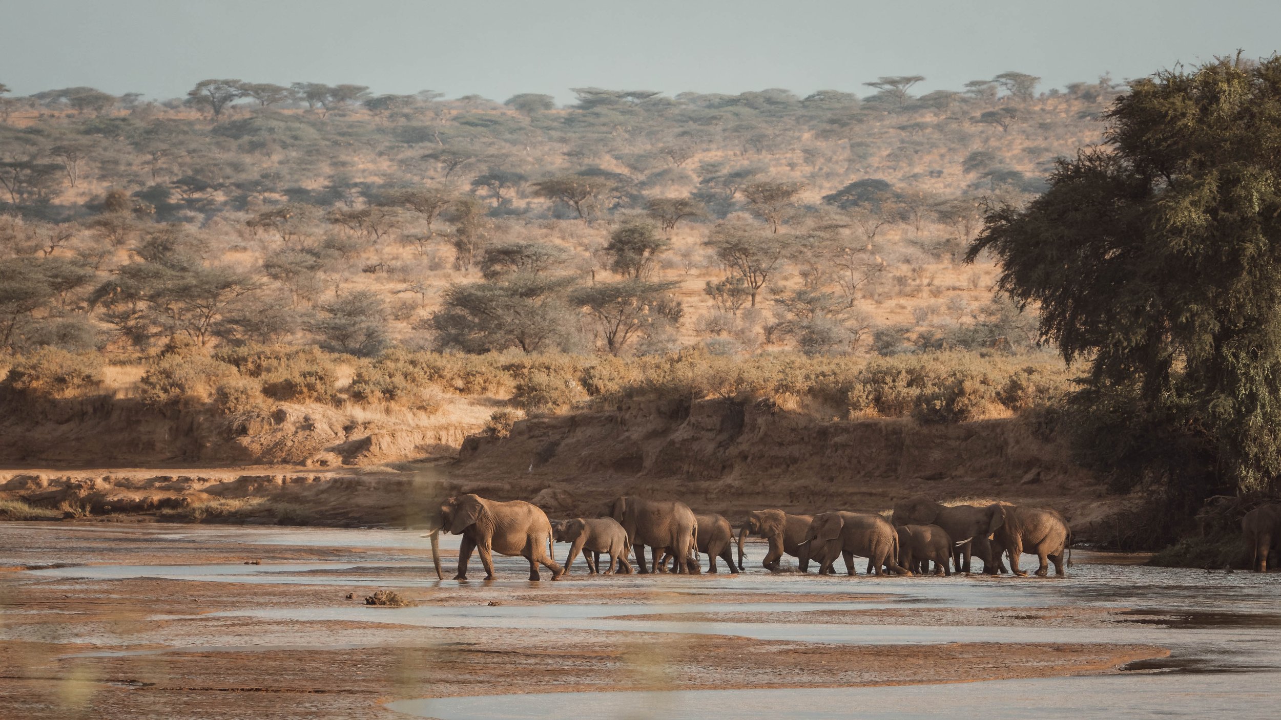 Herd of elephants crossing a river in a savanna landscape with dry trees and bushes on the banks and a distant horizon. Samburu, Kenya, 2023.