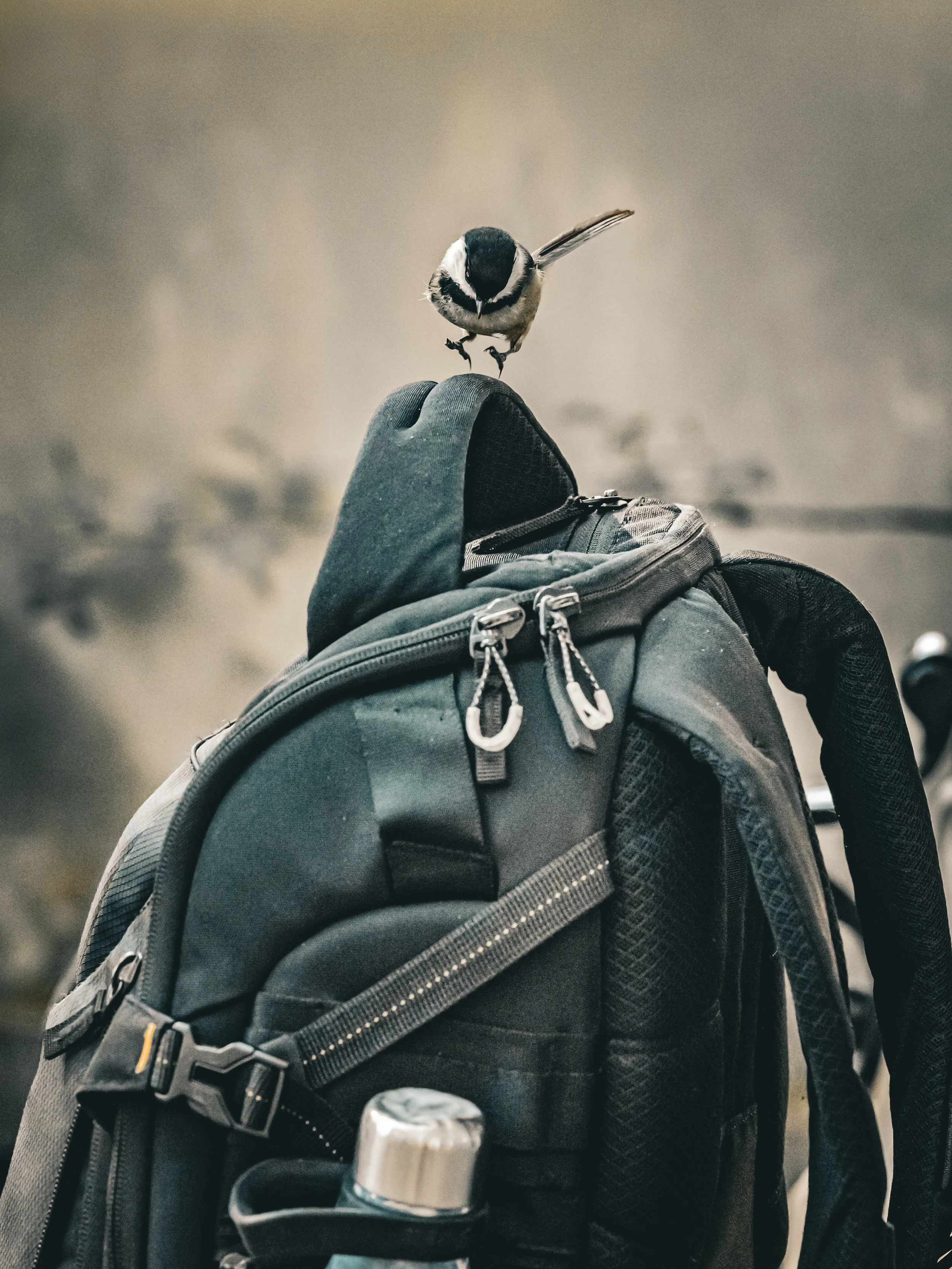 A small black-capped chickadee bird is about to land on top of a black camera backpack with a water bottle attached. The background is cloudy and muted in color.