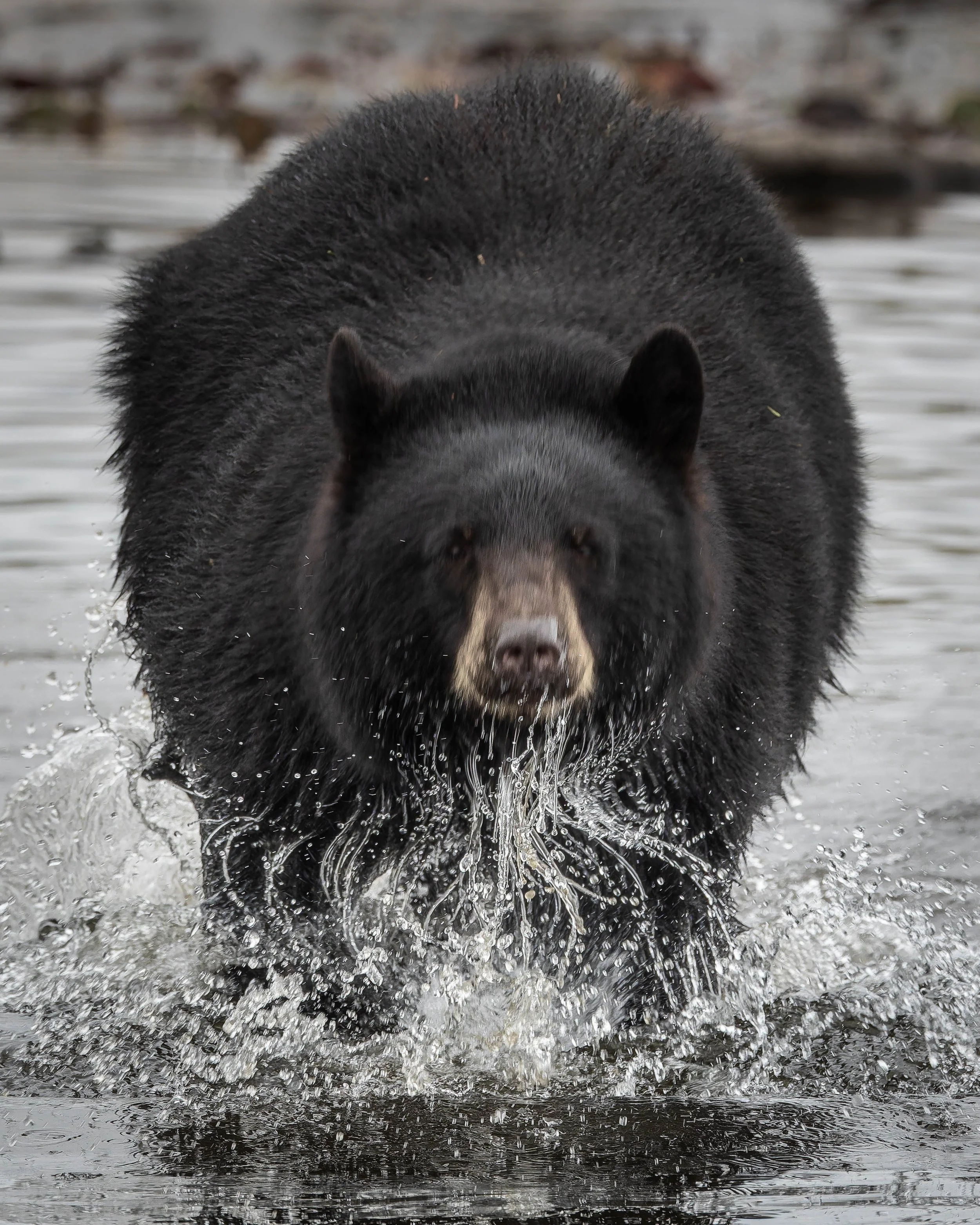 Black bear charging through shallow water, splashing as it moves towards the camera.