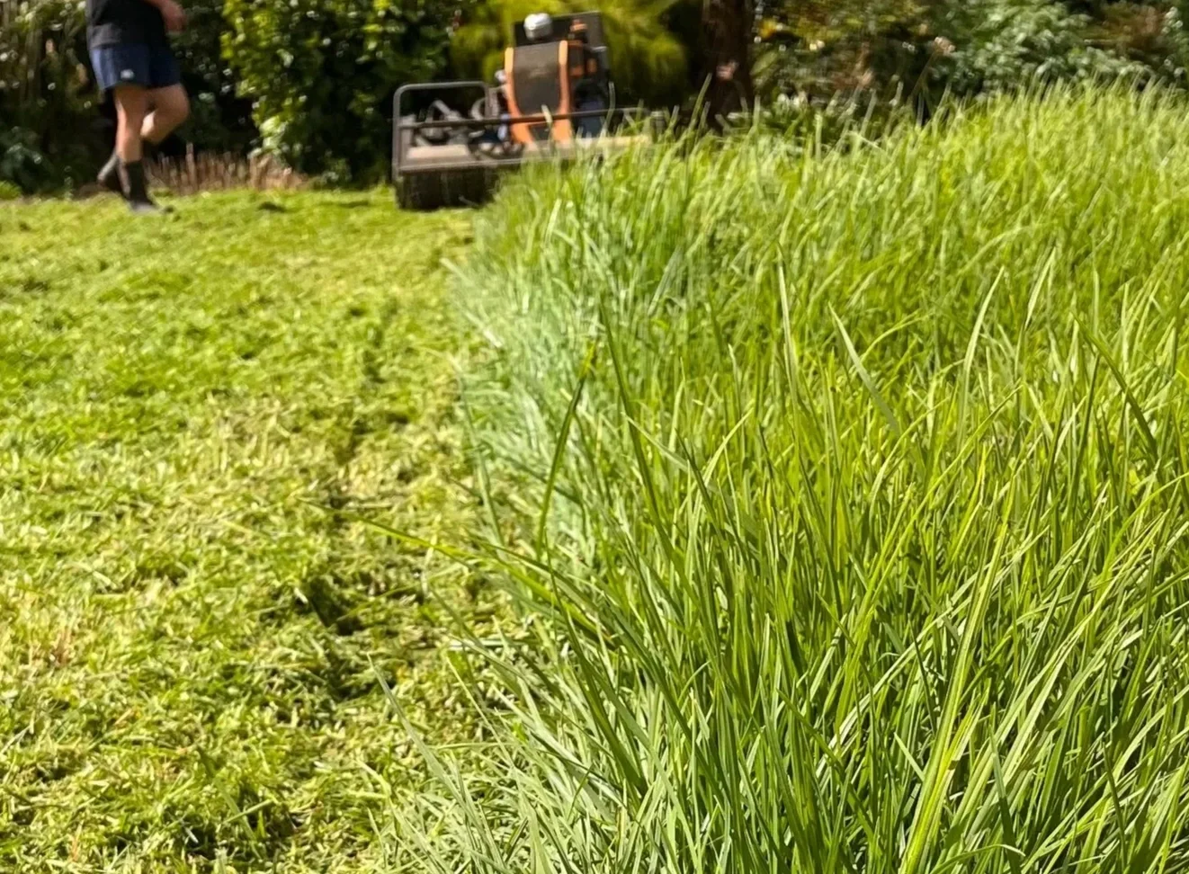 Close-up of tall green grass with children mowing a lawn in the background on a sunny day.