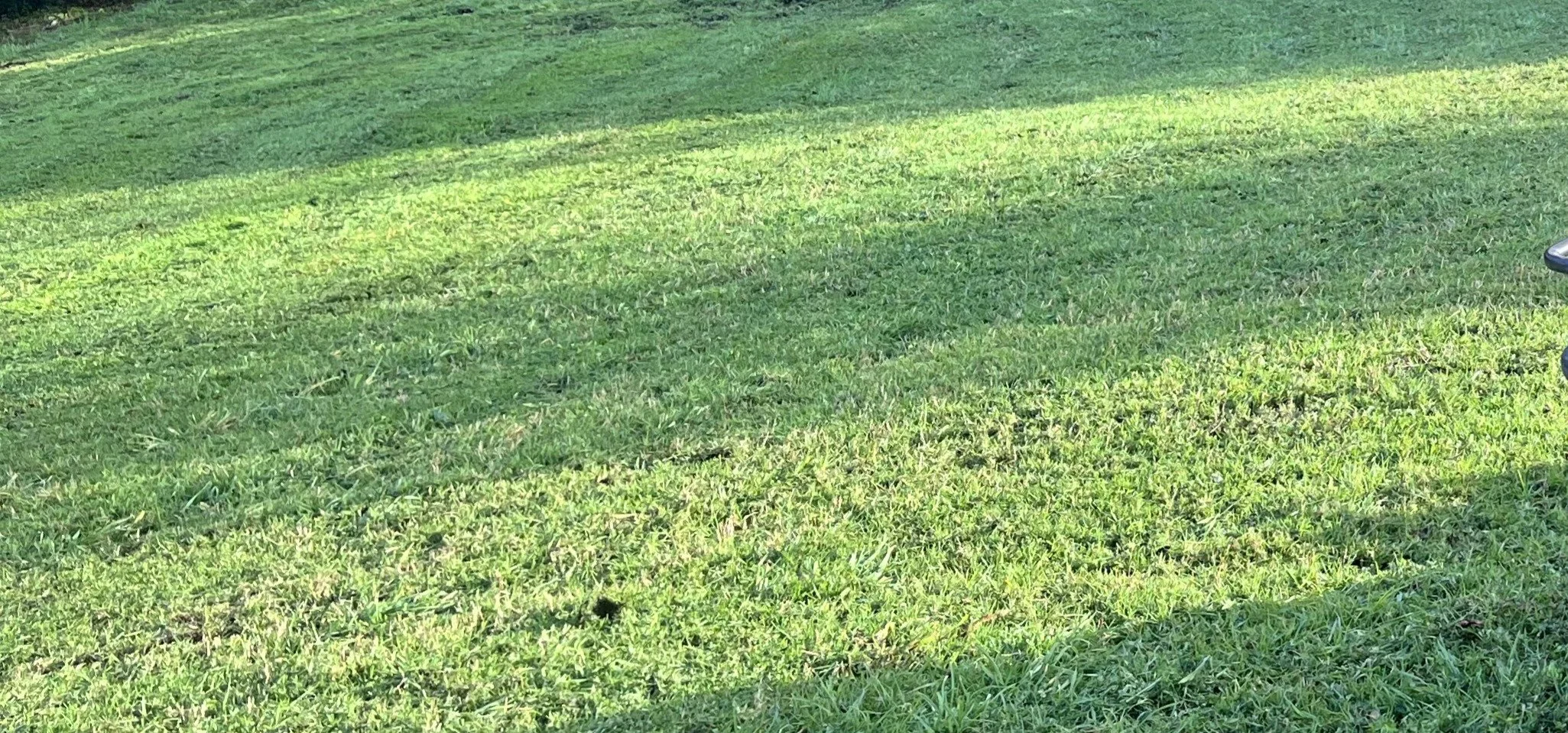 Green grassy field with a bicycle tire visible on the right side.