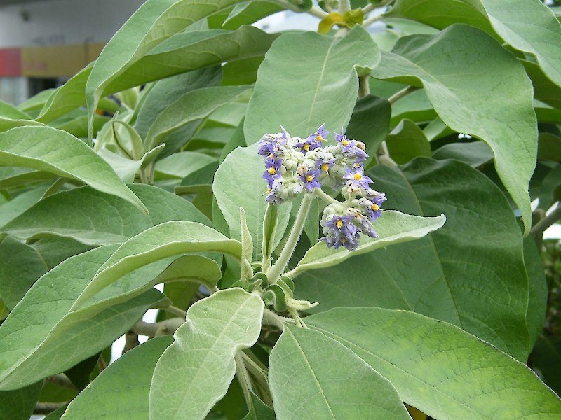 Close-up of a plant with green leaves and small purple and white flowers.