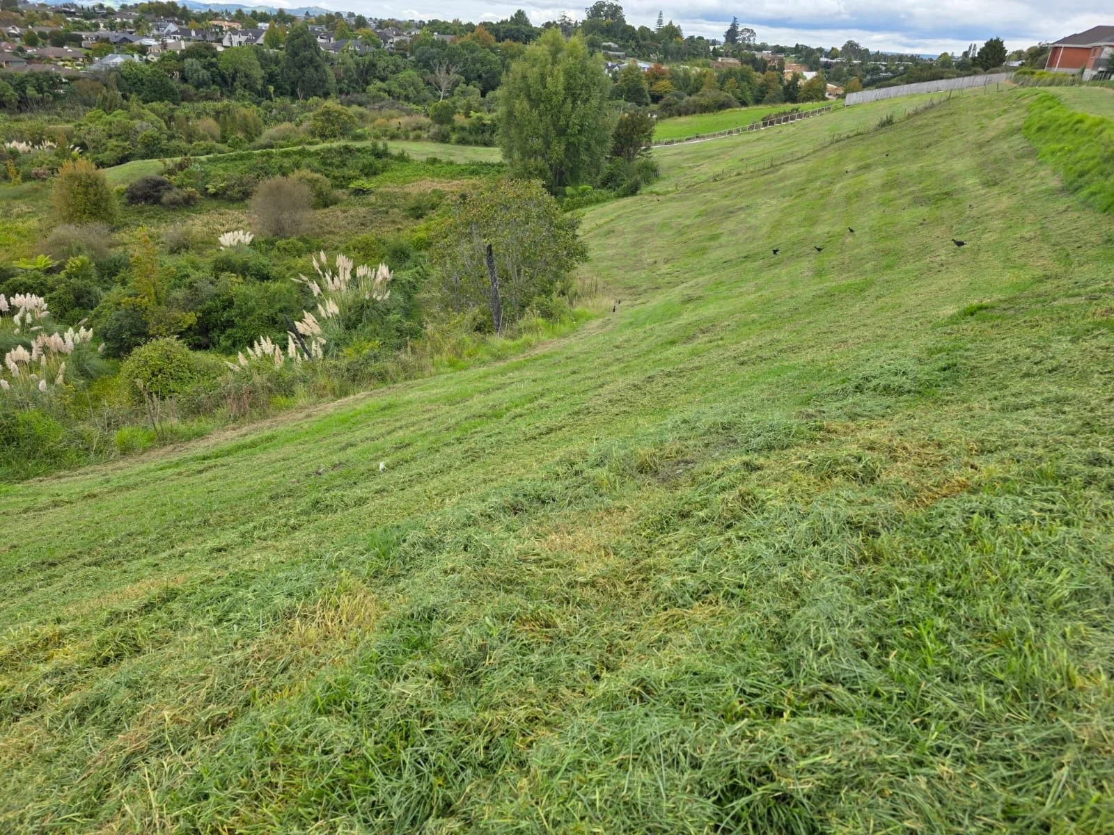 A grassy hillside with patches of freshly mowed grass, a line of trees and shrubbery in the background, and a residential area with houses and trees further in the distance.