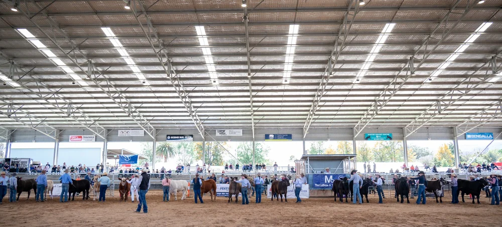 Uhbb 2025 Classes & Results — Upper Hunter Beef Bonanza