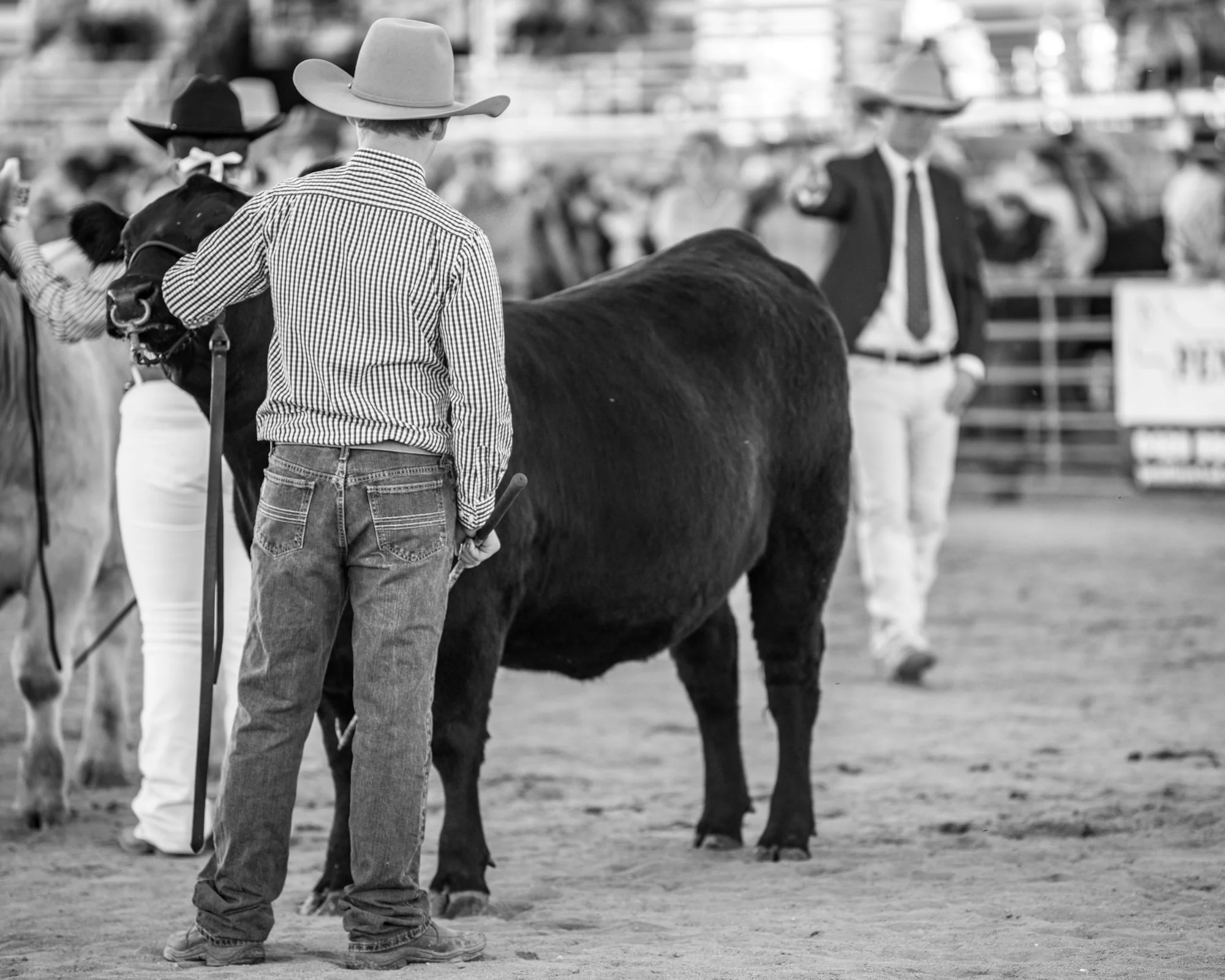 Steer Shootout