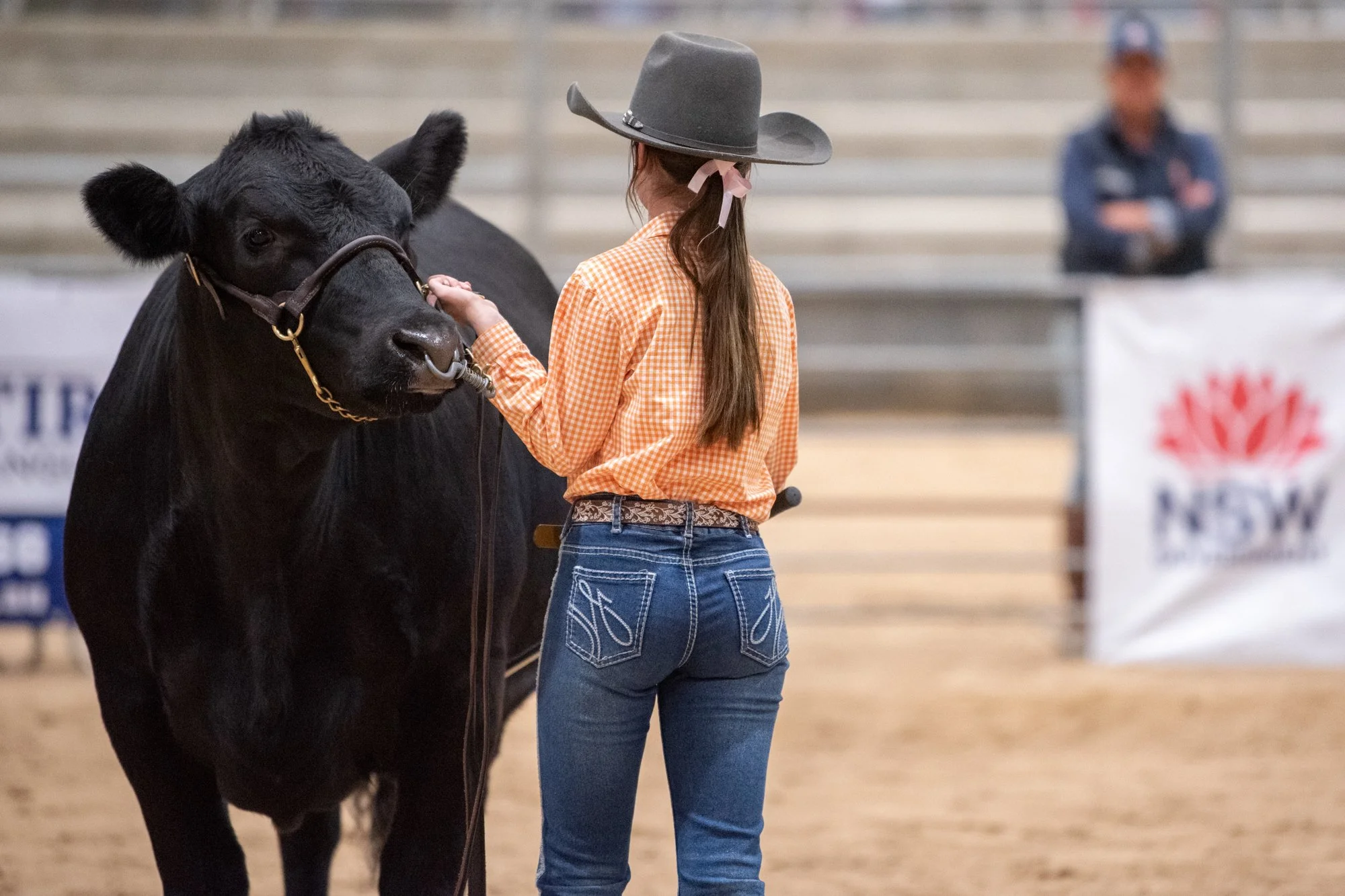 Commercial Heifers