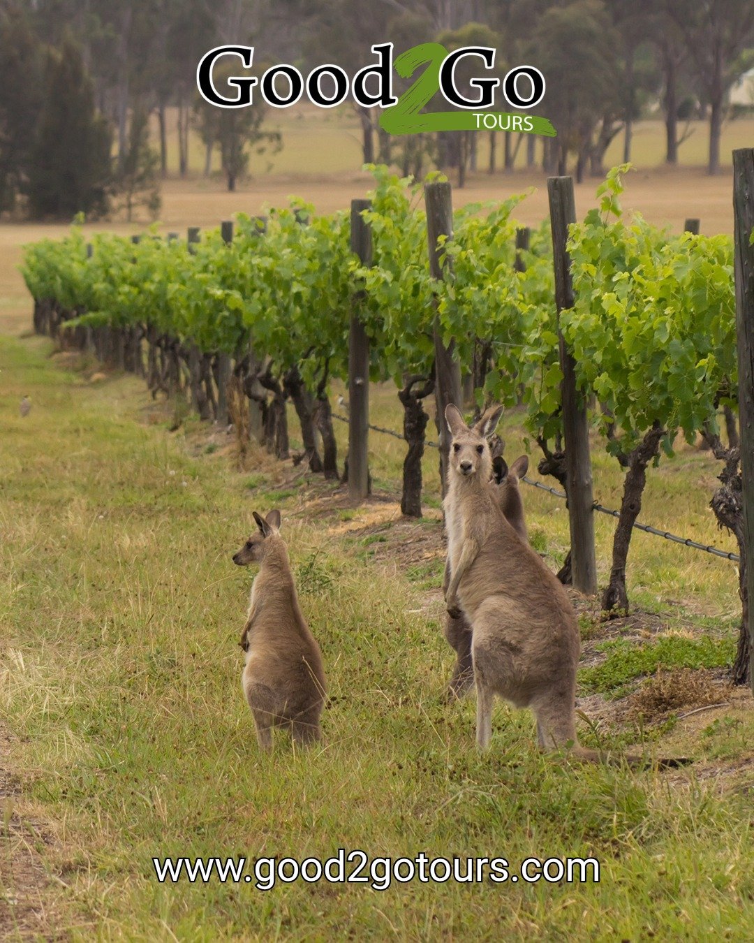 Turns out we're not the only ones who love a vineyard visit 🦘🍷

Fun fact: did you know the Gold Coast Hinterland - including Mt Tamborine and Canungra - is one of Queensland's boutique wine regions, and the Queensland wine industry actually dates a