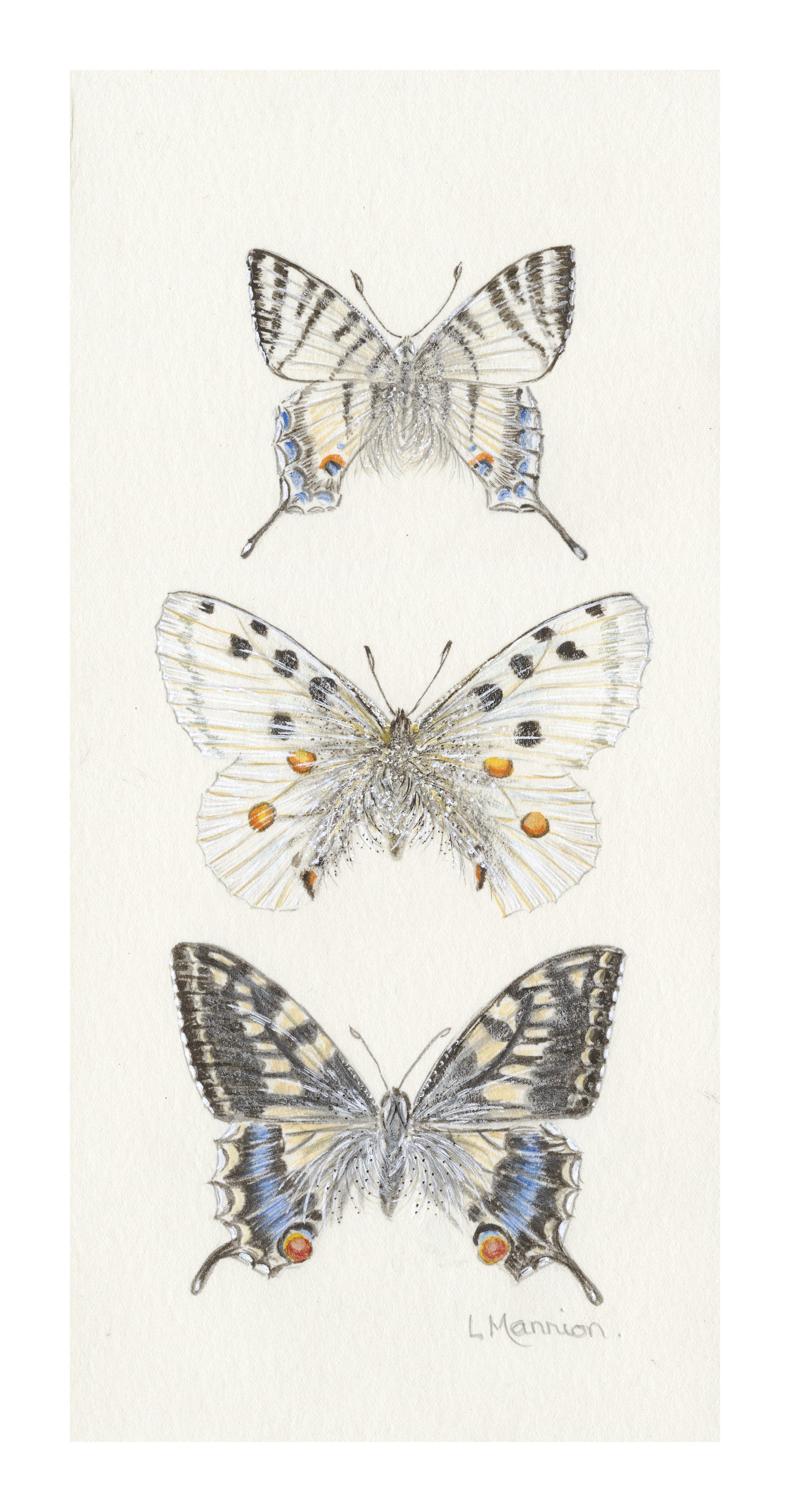 Swallowtail butterfly.jpeg