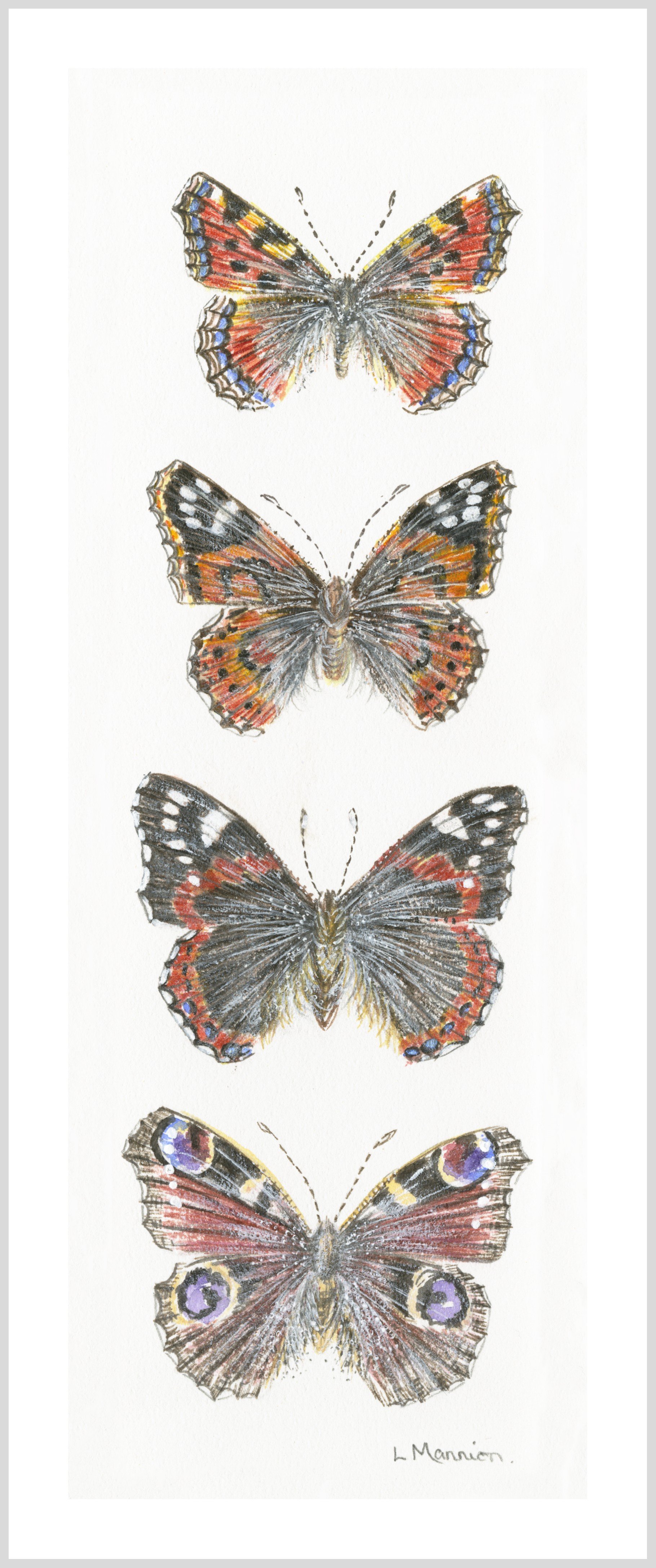 butterflies 2 edit.jpeg