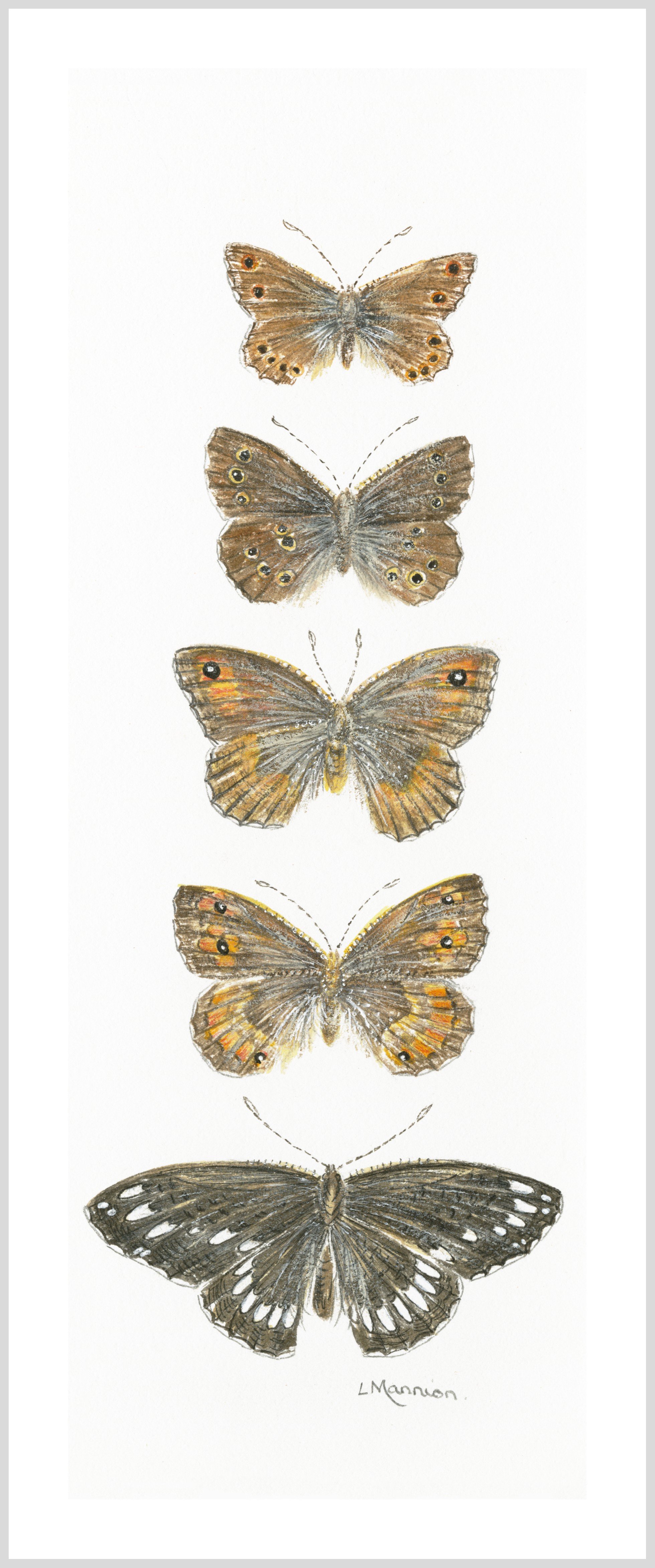 Butterflies and Moths Cards pack 5x
