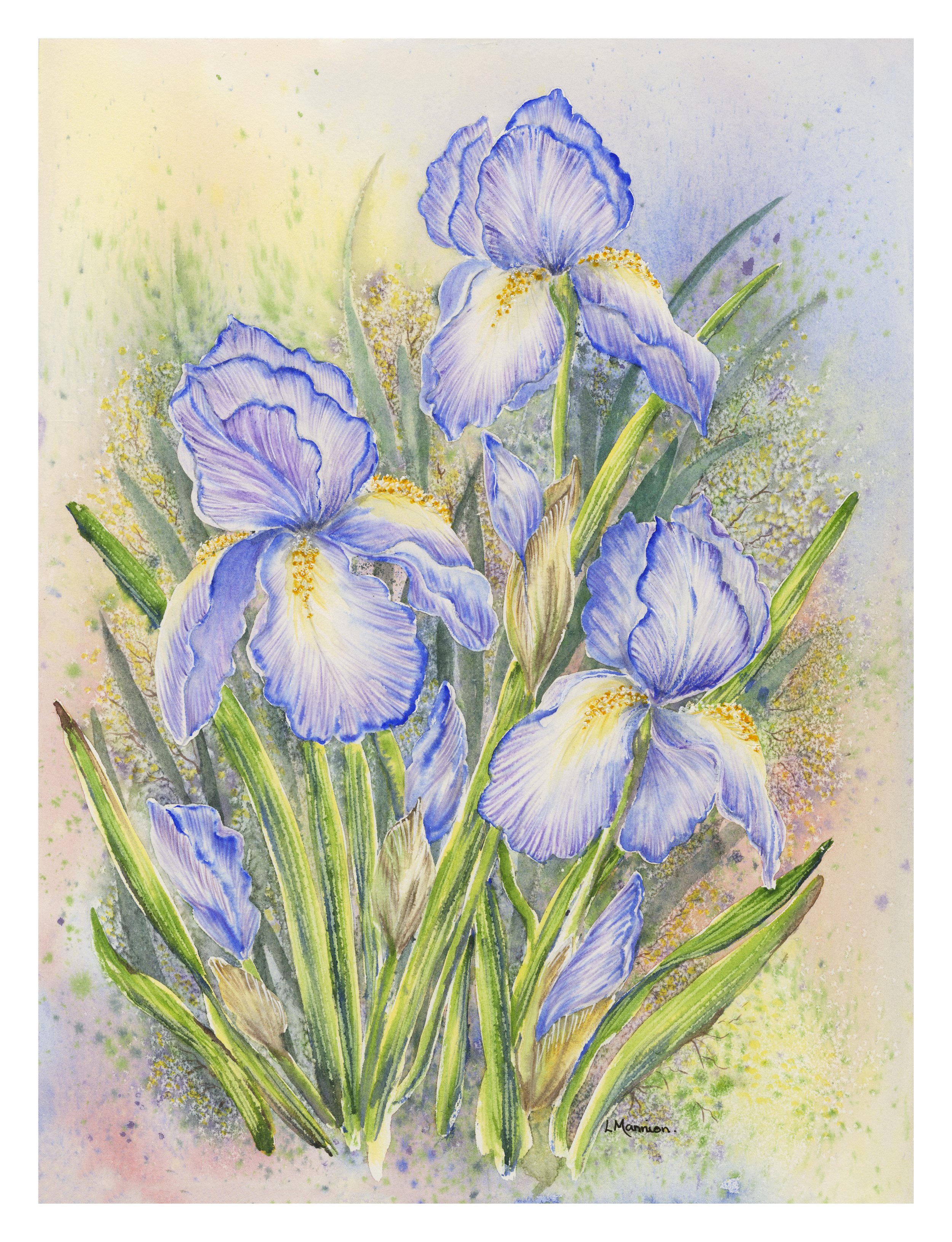 Blue Iris.jpeg