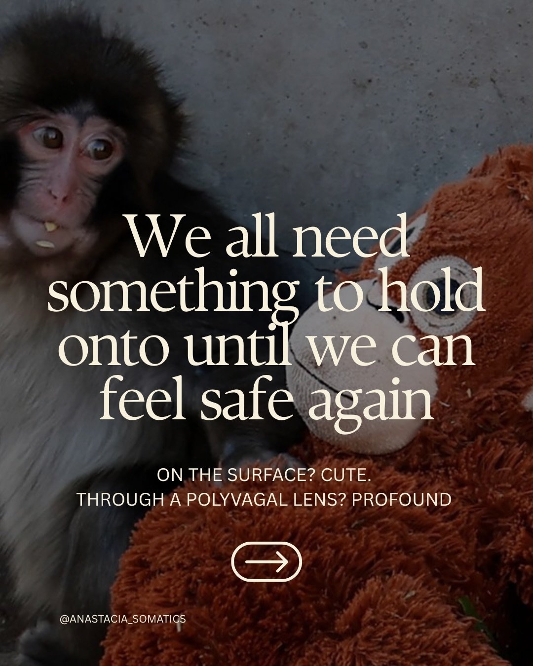 On the surface, it&rsquo;s a baby monkey holding a stuffed toy.

Through a nervous system lens, it&rsquo;s biology.

Mammals are wired for connection.
When safety is lost, the body looks for cues of containment.

Warmth.
Pressure.
Proximity.
Rhythm.
