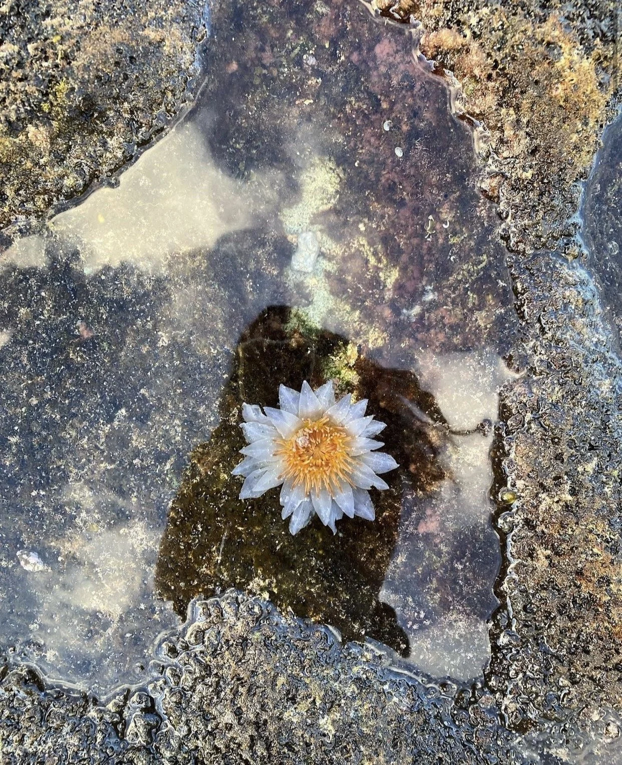 Beautiful capture by Alexa