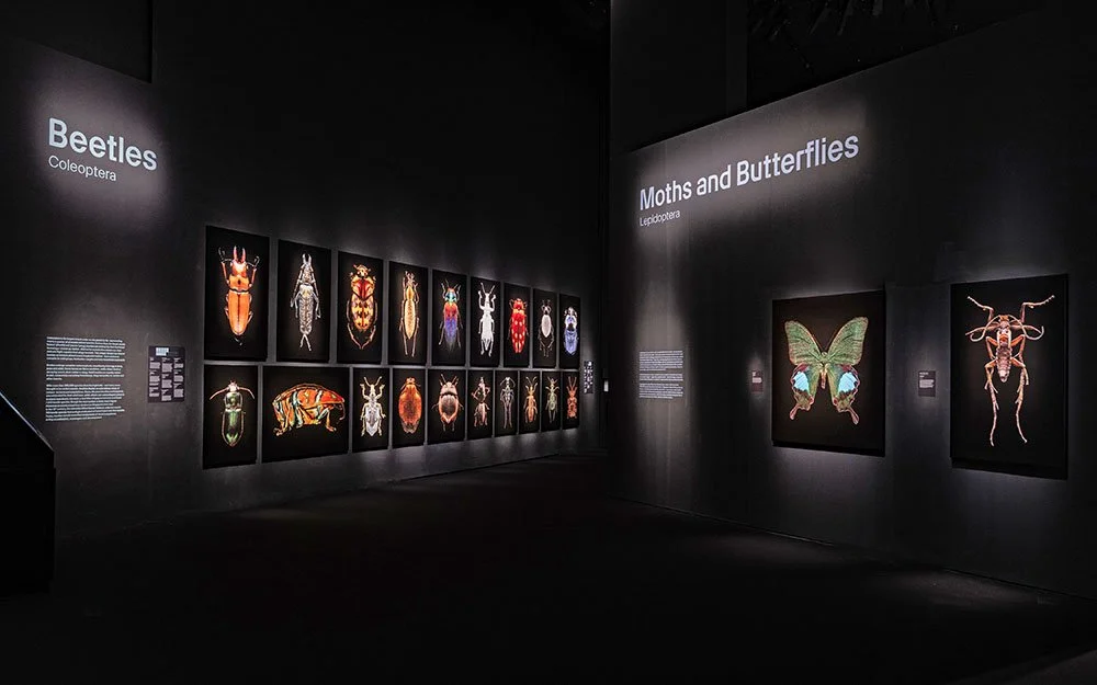 ASM Insects Exhibition Archival-4.jpg