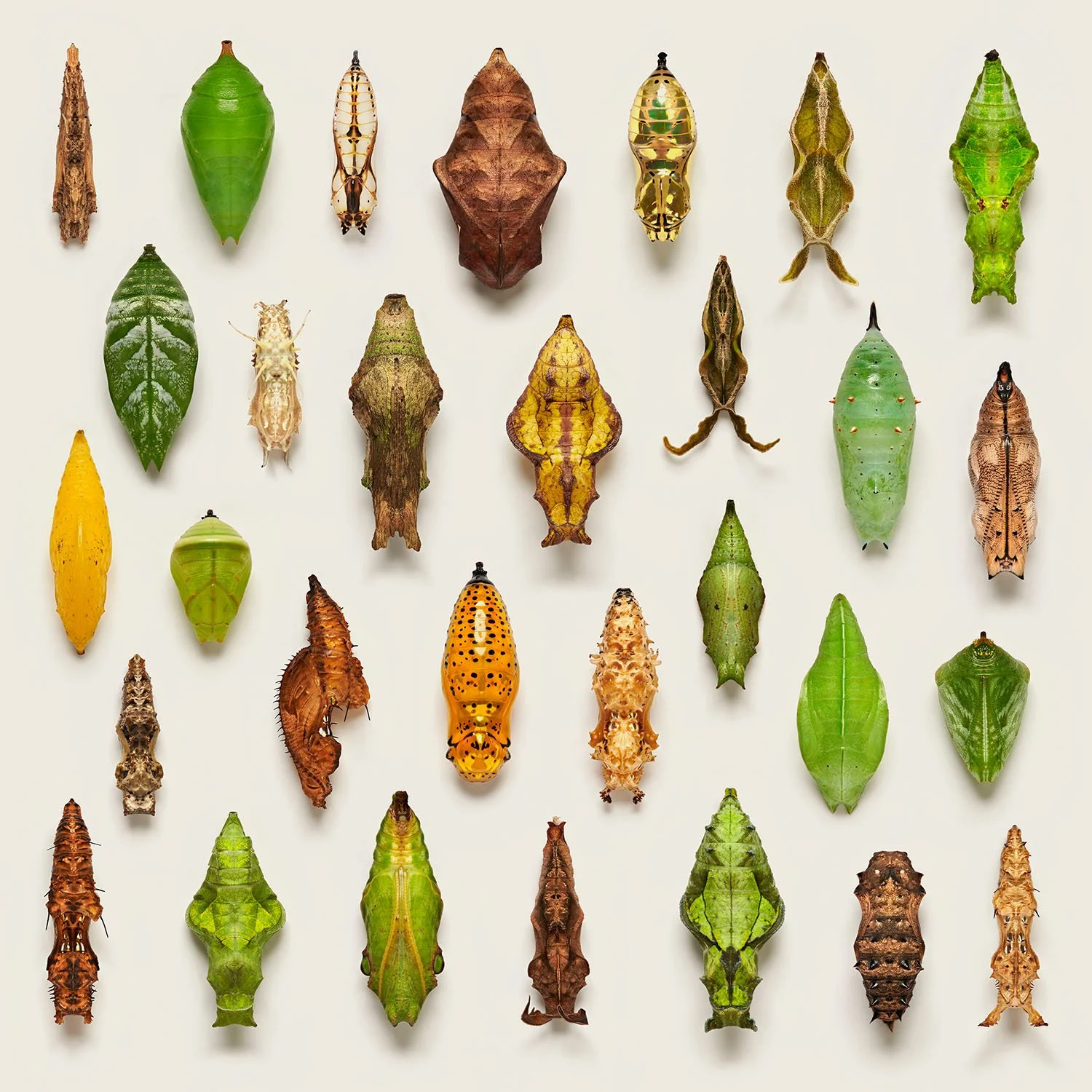 Levon Biss_Butterfly pupae_LR.jpg