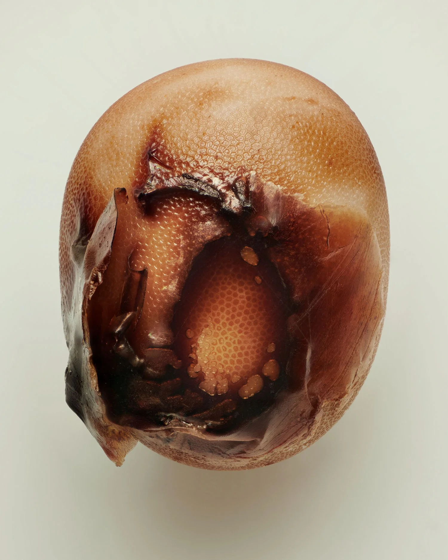 LOevon Biss_MOTH_EGG_02_v2_LR.jpg