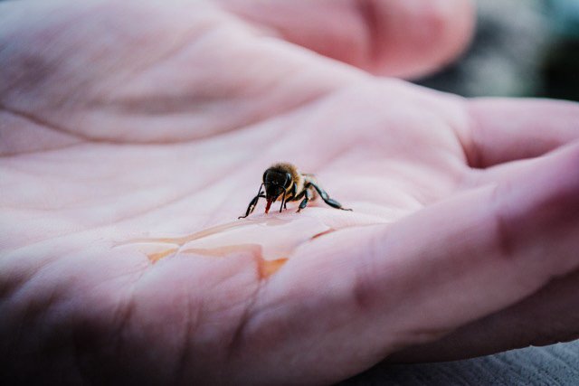A Little Nectar