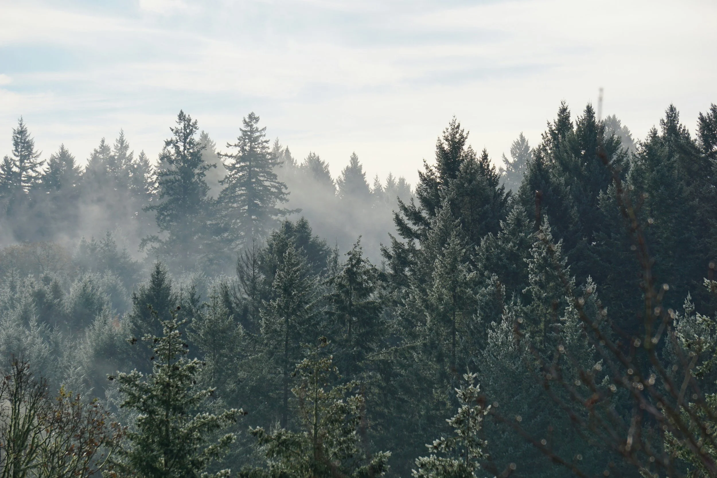Connecting With Nature: Embracing The Mental Health Benefits