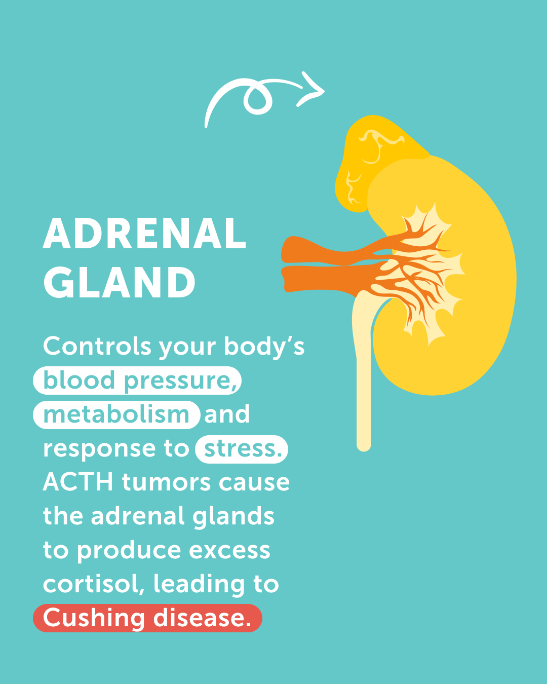 PITUITARY AWARENESS MONTH_OCT_14_4.png