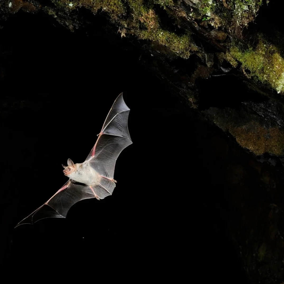 Screen Shot 2024-10-21 at 1.26.48 PM.jpg