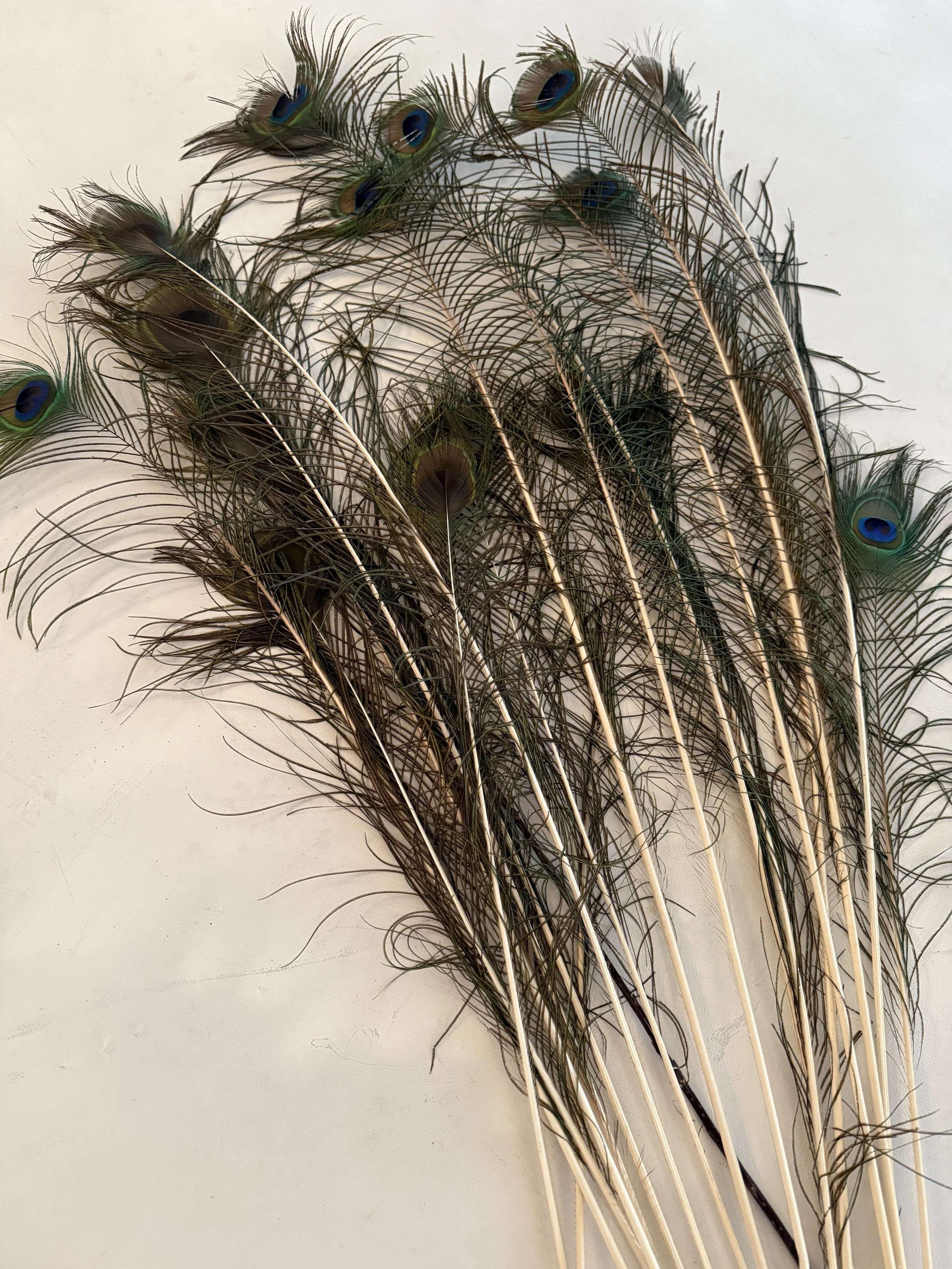 Peacock Feathers