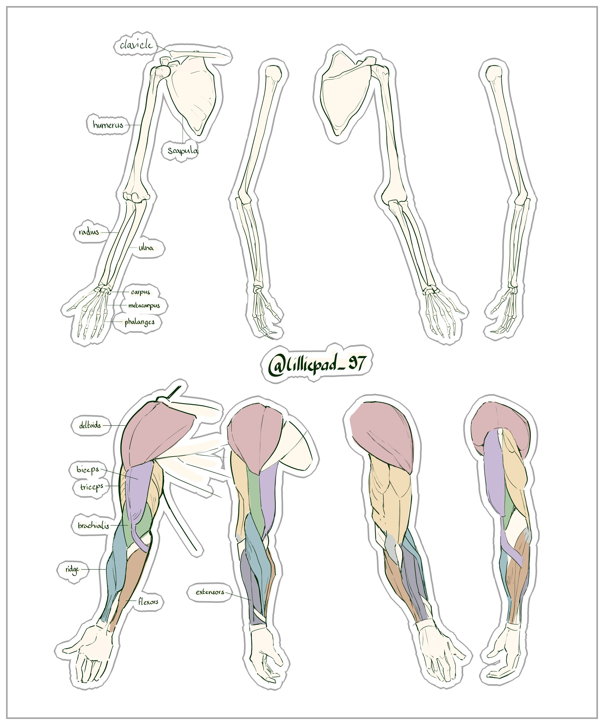 arm anatomy green.jpg