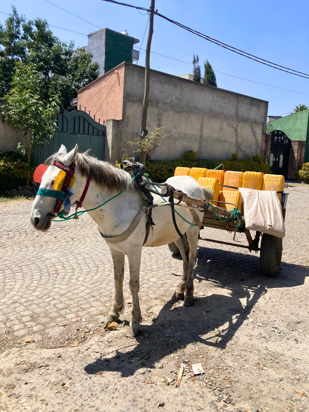 Horses are common means of transport