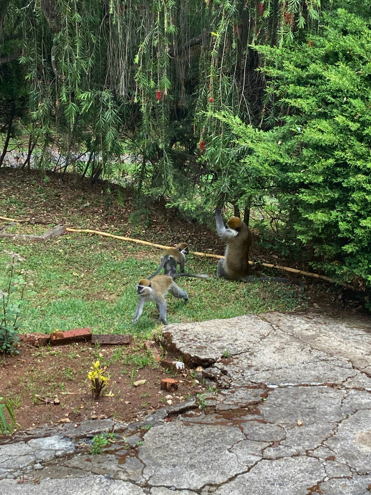 Monkeys in our garden