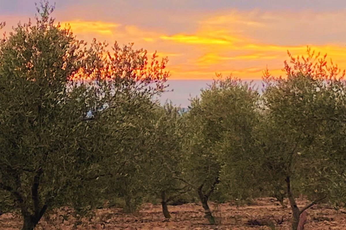 Naast het huis staat een olijfbomen gaard