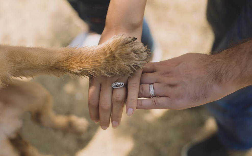 Wags Down the Aisle | Paws in the Moment