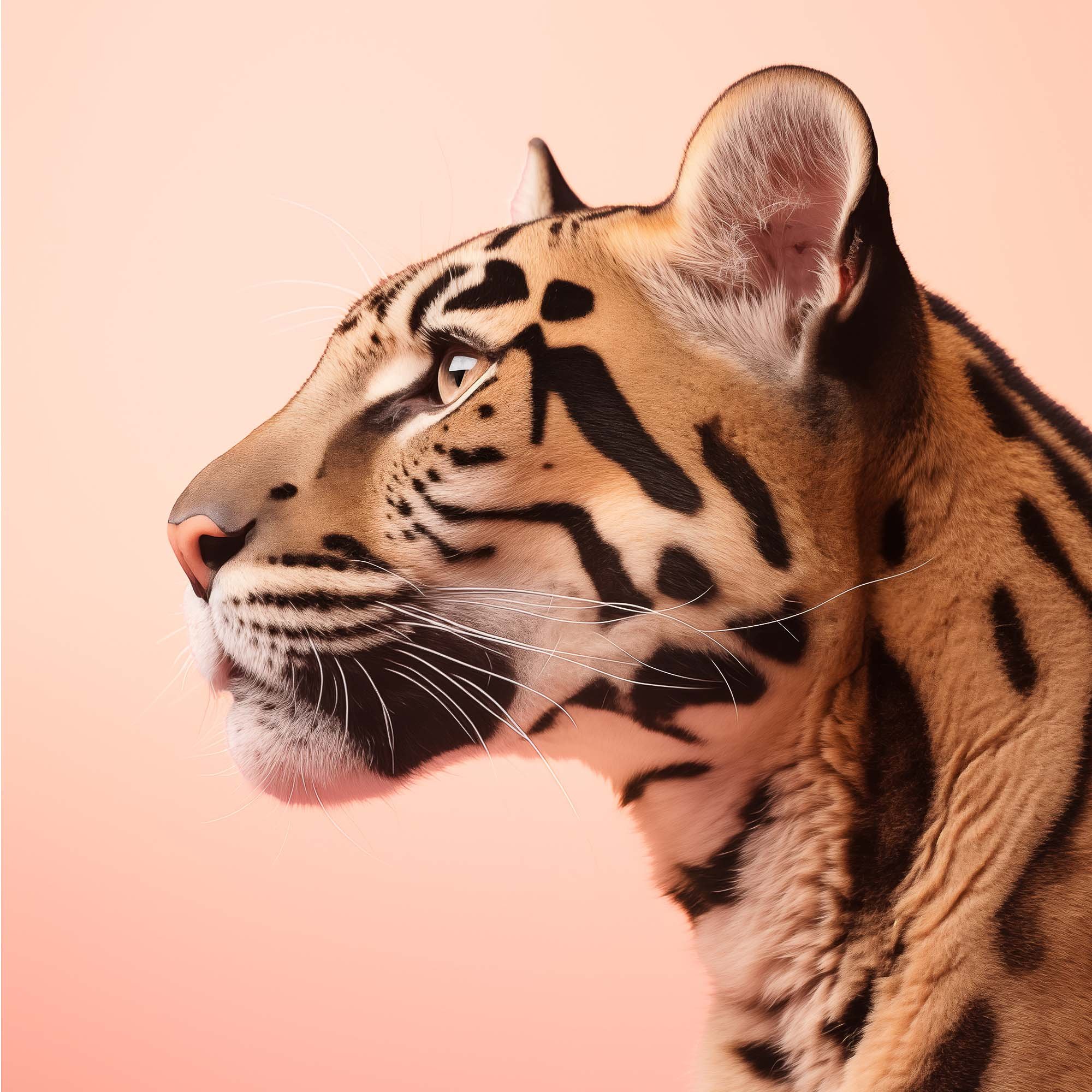 clouded-leopard-peach-fuzz-background-close-up-detail-high-resolution.jpg