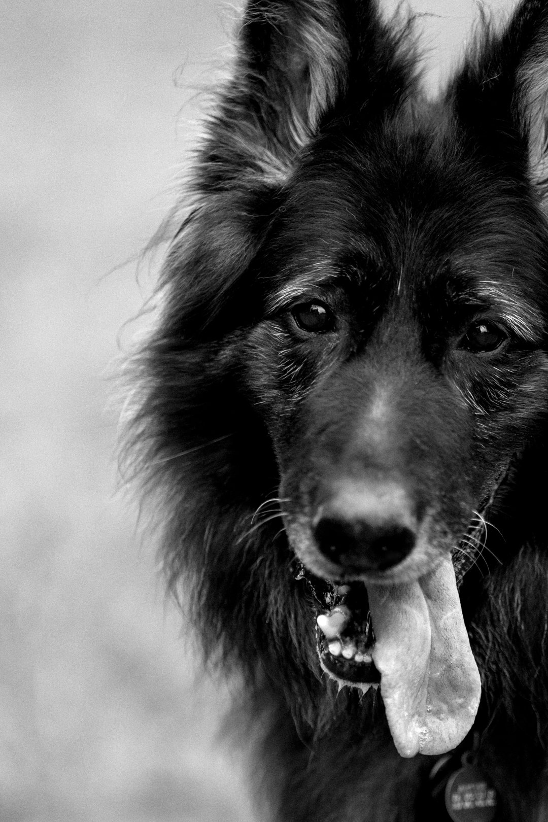 The image that now hangs on the wall in their home of their German Shepherd.