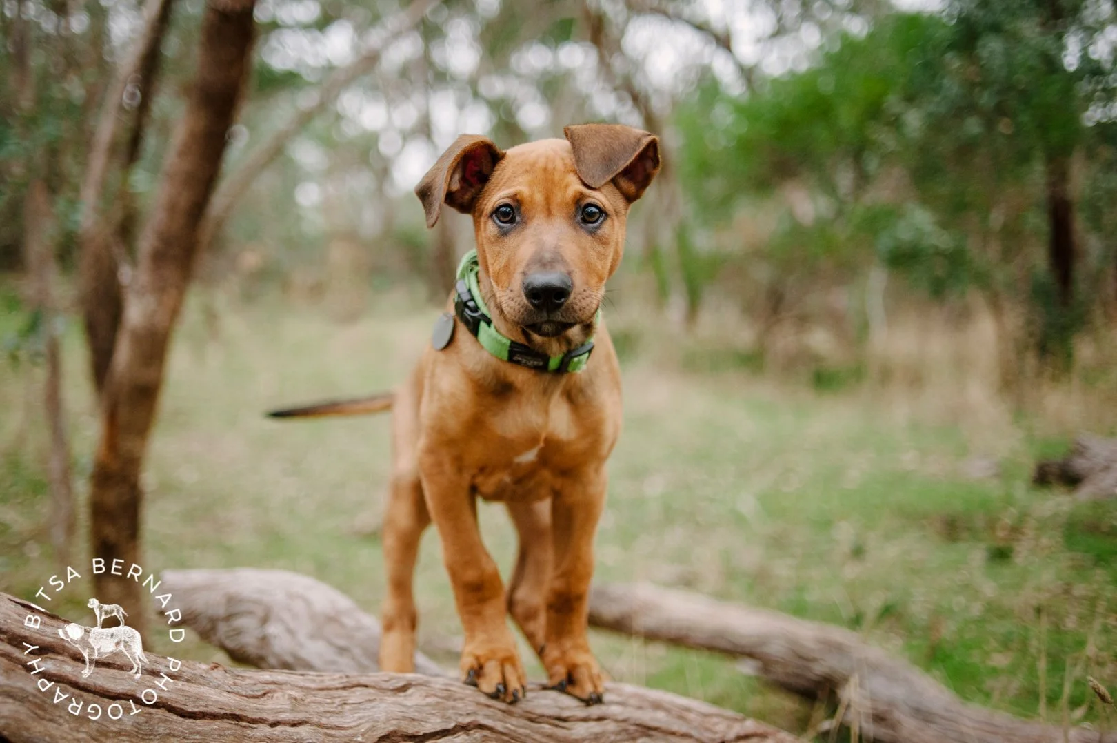 fb-20160519-Ollie-17.jpg