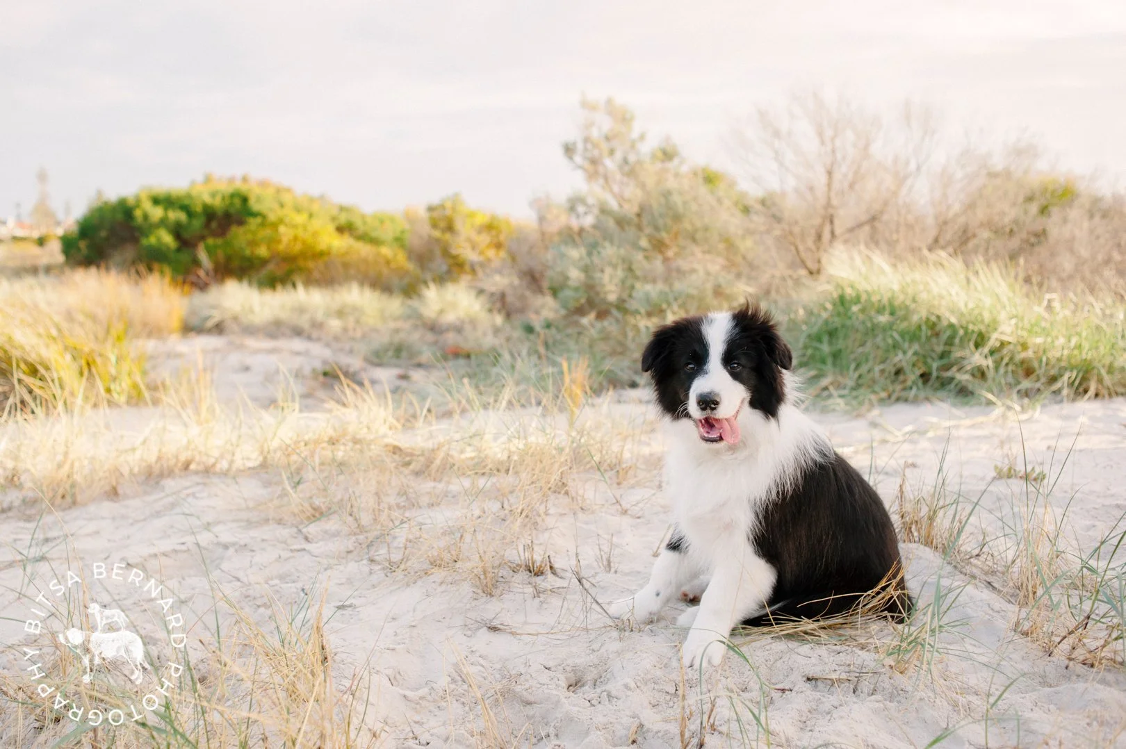 fb-20160518-Archie-17.jpg