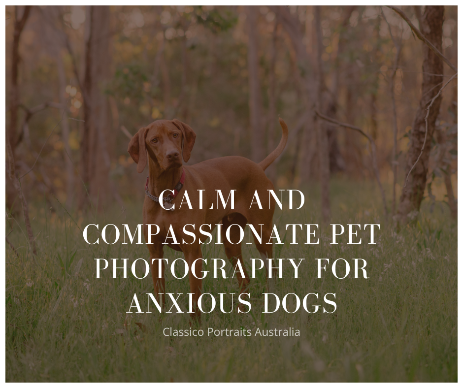 Calm and Compassionate Pet Photography for Anxious Dogs in Melbourne &amp; Mornington Peninsula