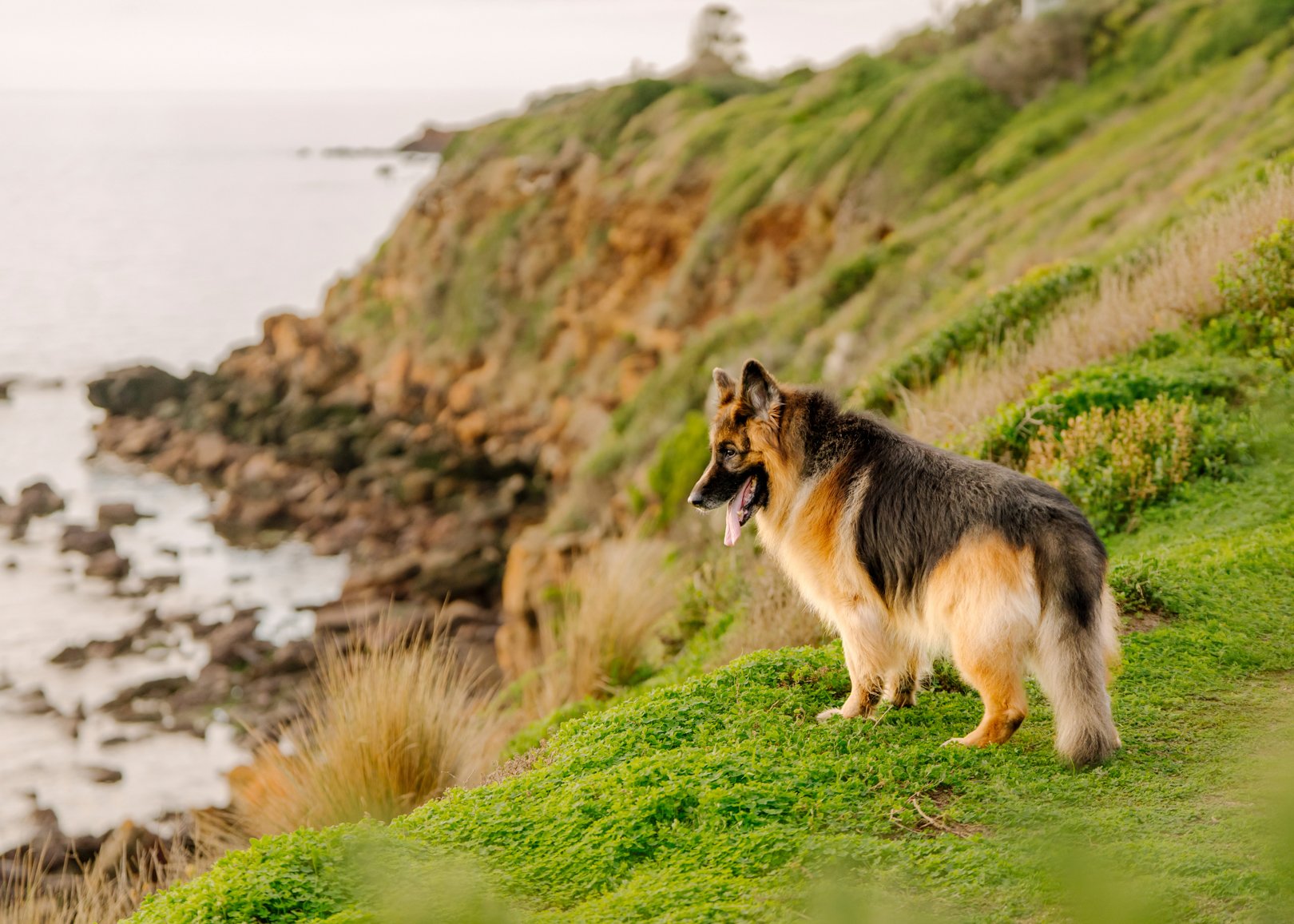12 year old dog standing on the clifftop looking out over the rocks and water at Mornington