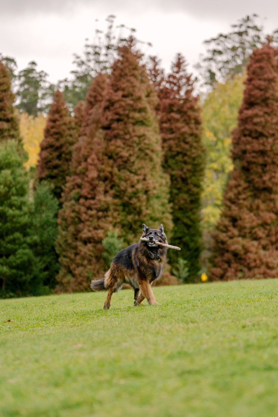 10 years young German Shepherd playing in the Dandeongs