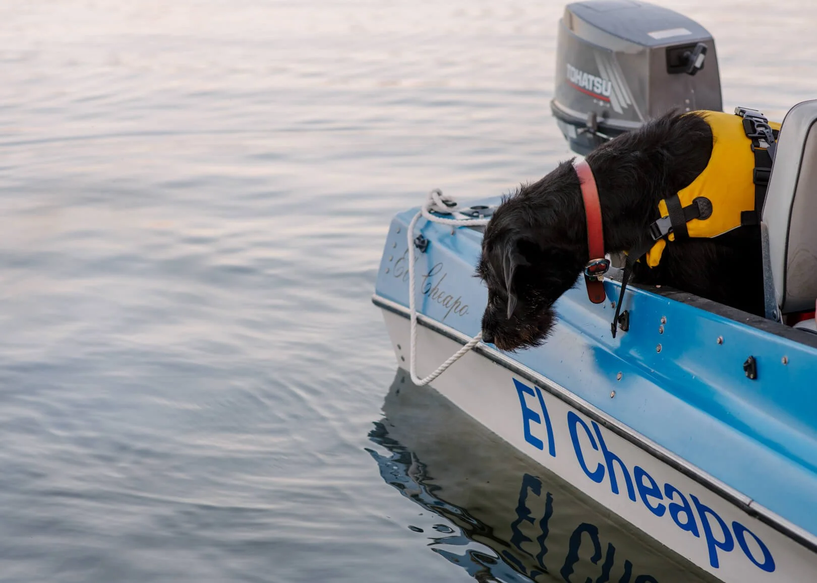 Fun dog photoshoot on boat gippsland