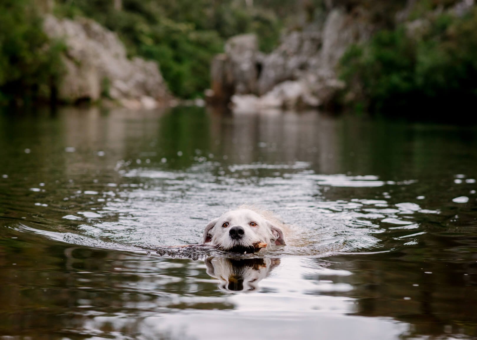 Blue Rock Dog Photoshoot