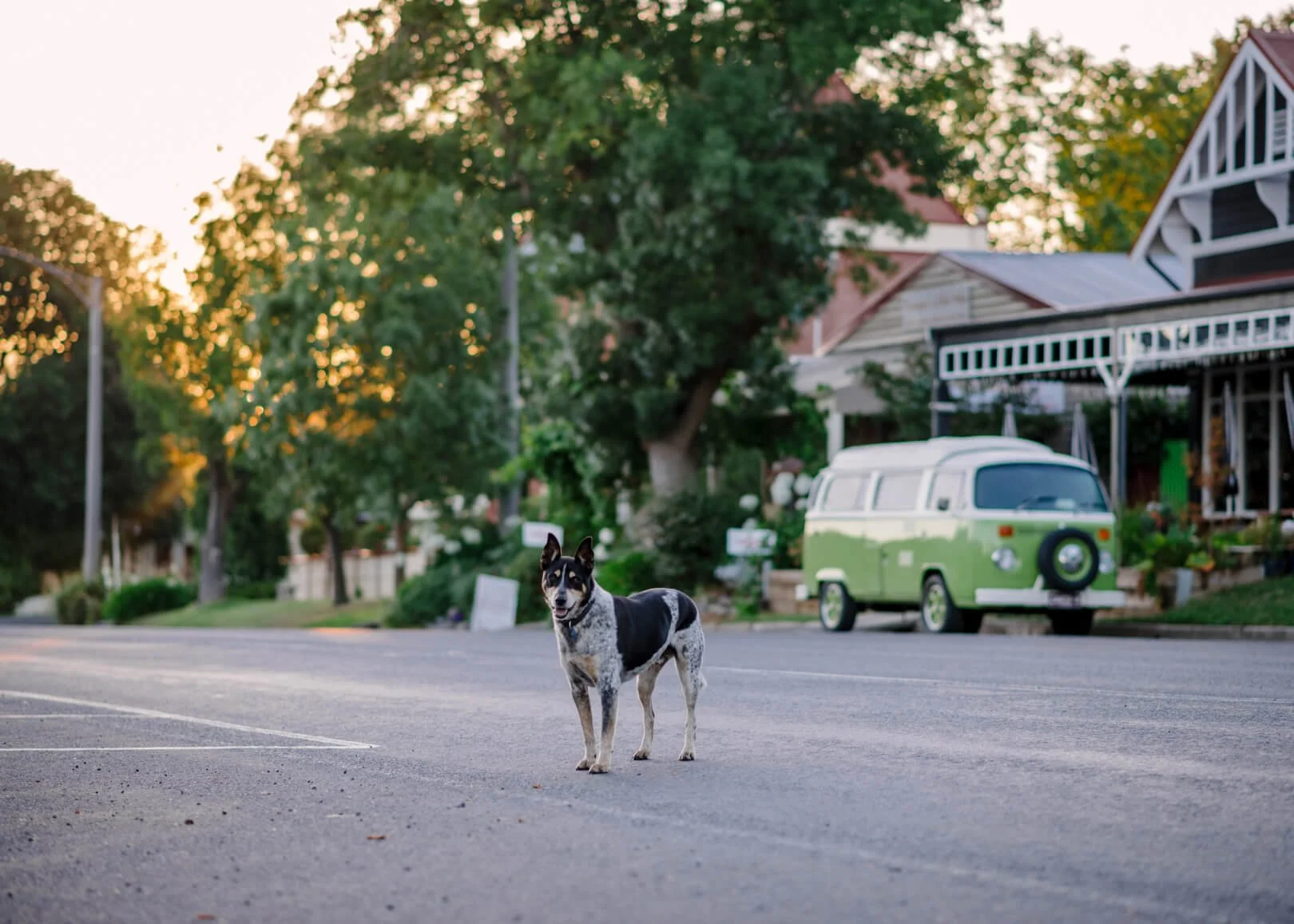 Dog photoshoot in Loch, Gippsland