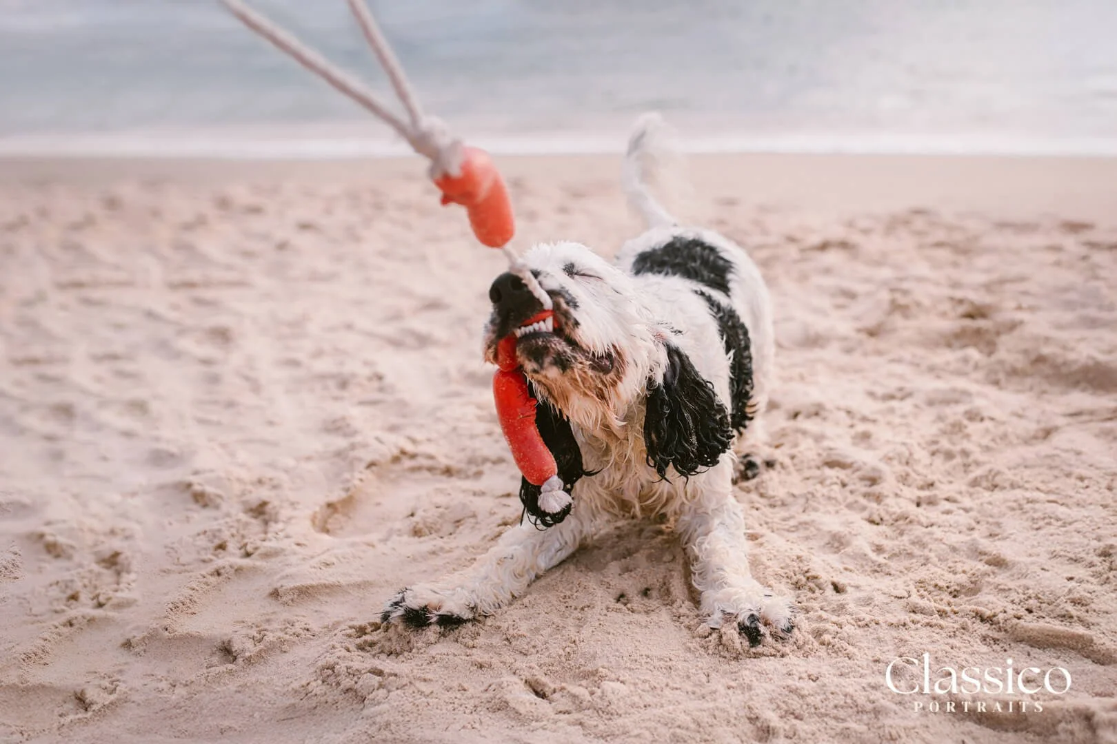 web-playful-dog-photoshoot-mornington.jpg