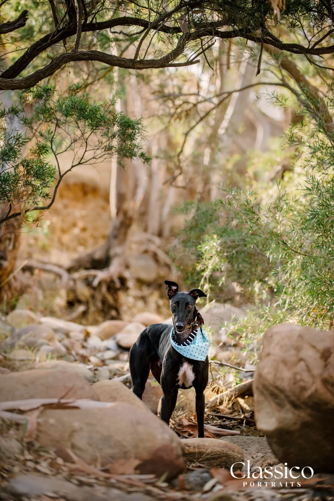 web-f-gippsland-pet-photographer.jpg