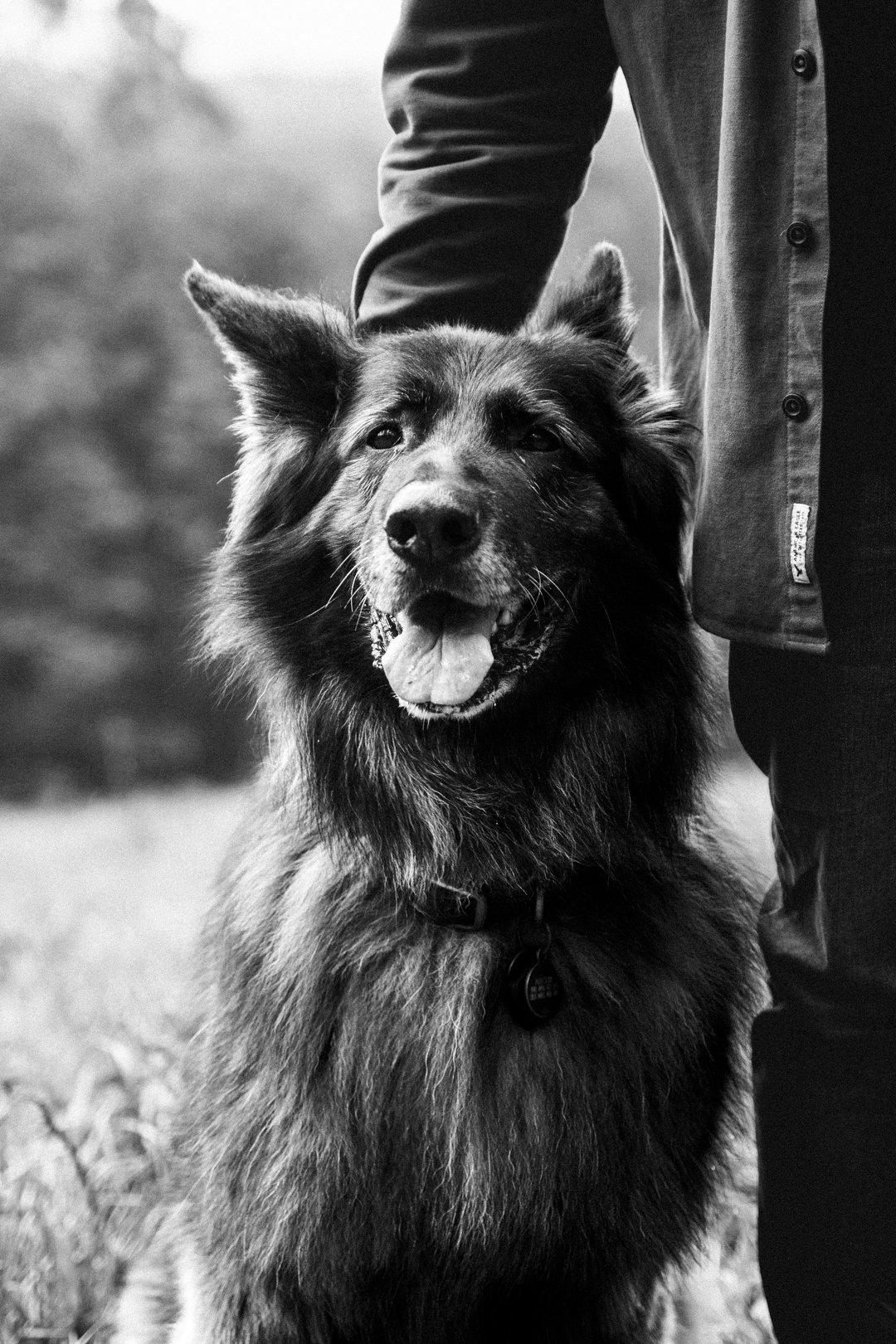 Black and white photo of Archie sitting at Joel's side, the grey coming through his muzzle