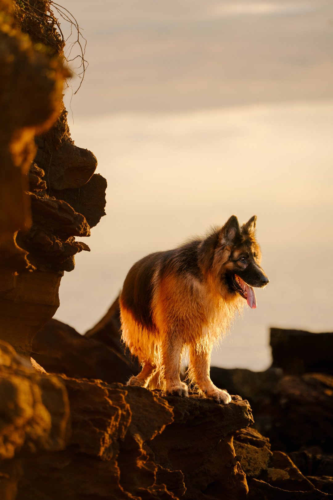 Dog photoshoot Mornington, Dexter standing on the red rocks in late afternoon light at Royal Beach