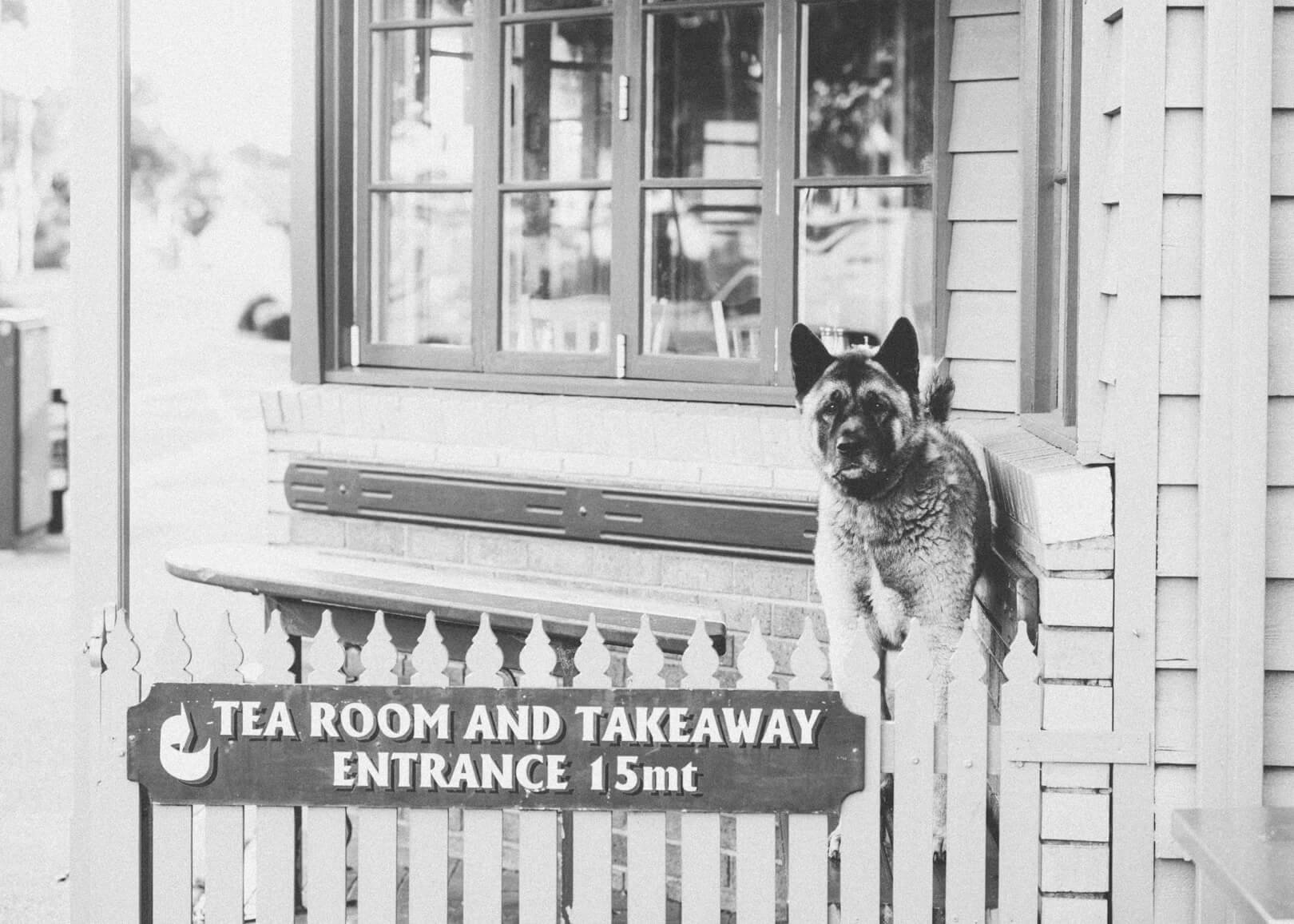 Dog waits for his person at Yarragon Cafe Photoshoot