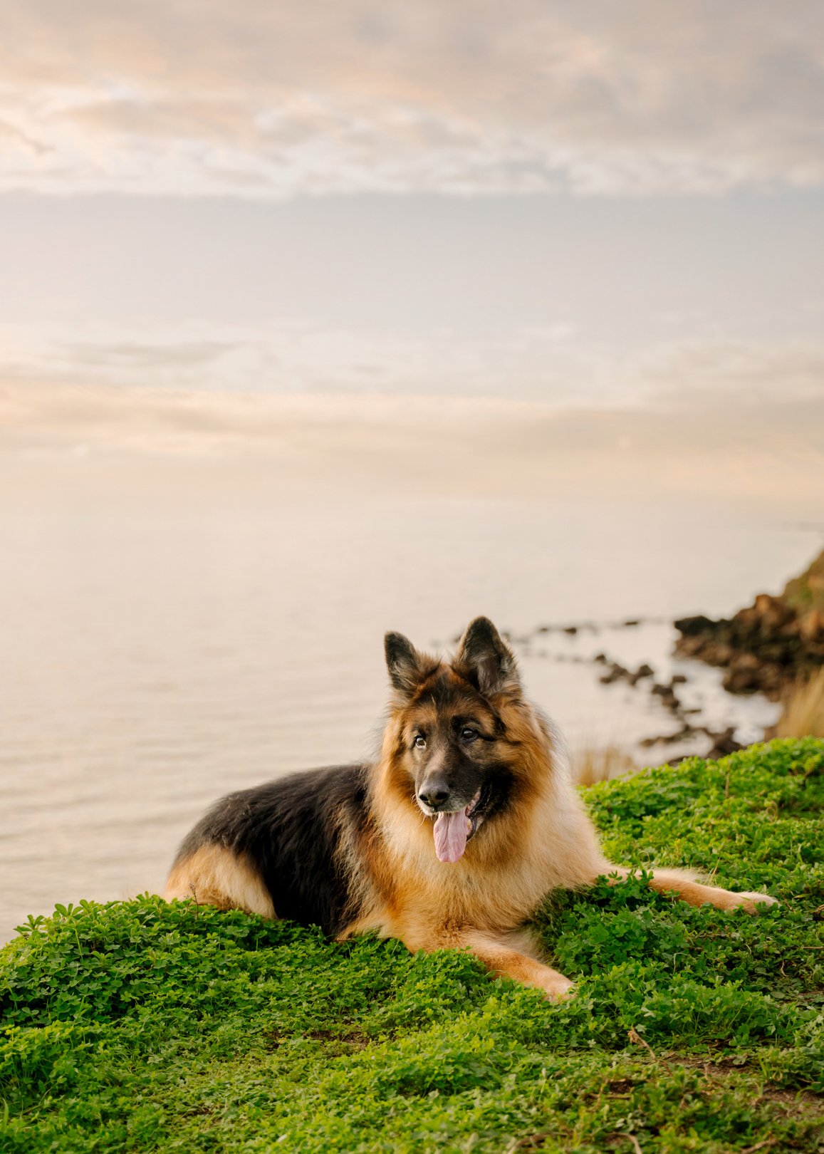 Dexter, a twelve year old long coat German Shepherd, lying on the clifftop above the bay at Royal Beach in Mornington