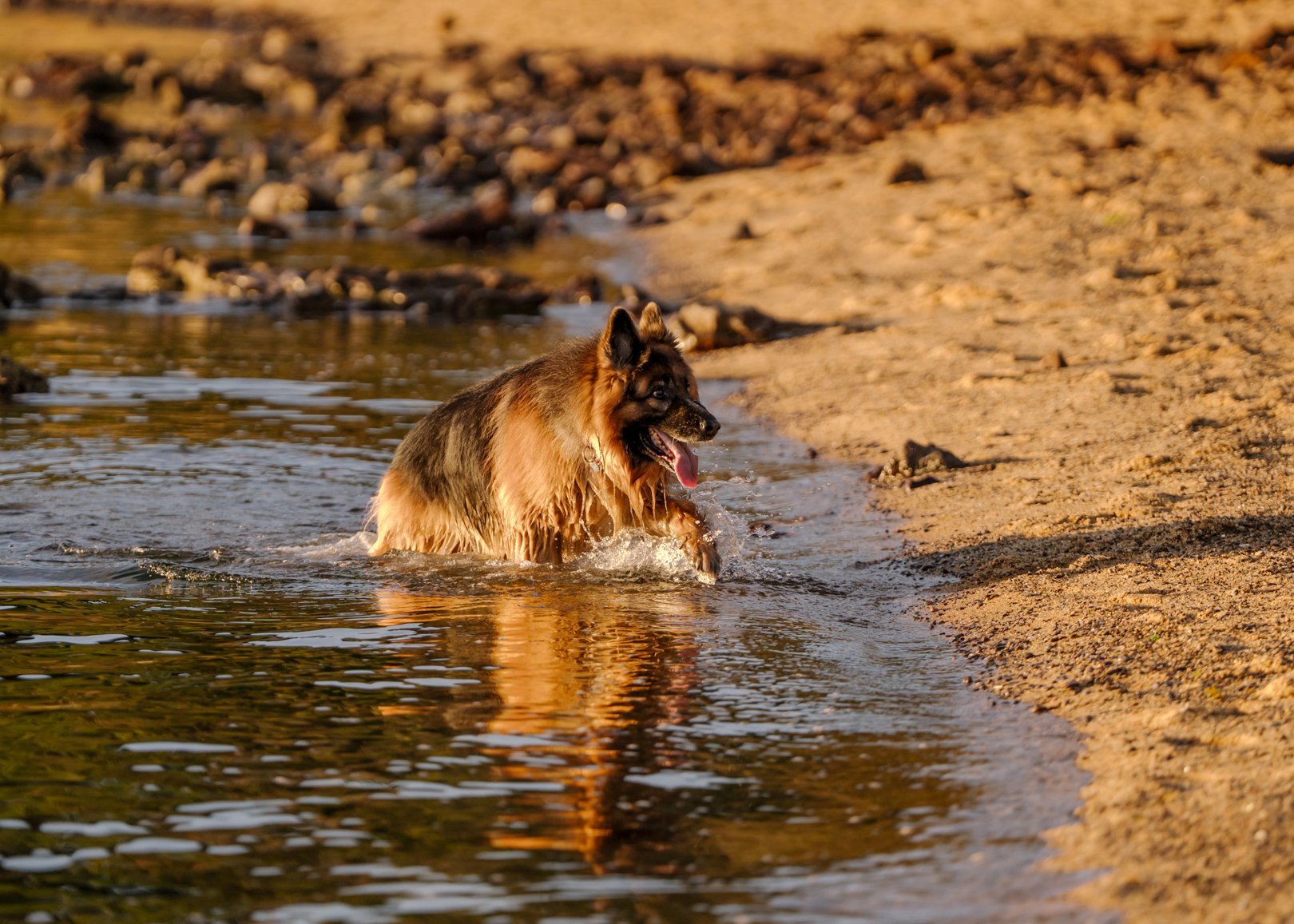 Dexter prancing through the shallow water at Royal Beach in Mornington at the end of the day
